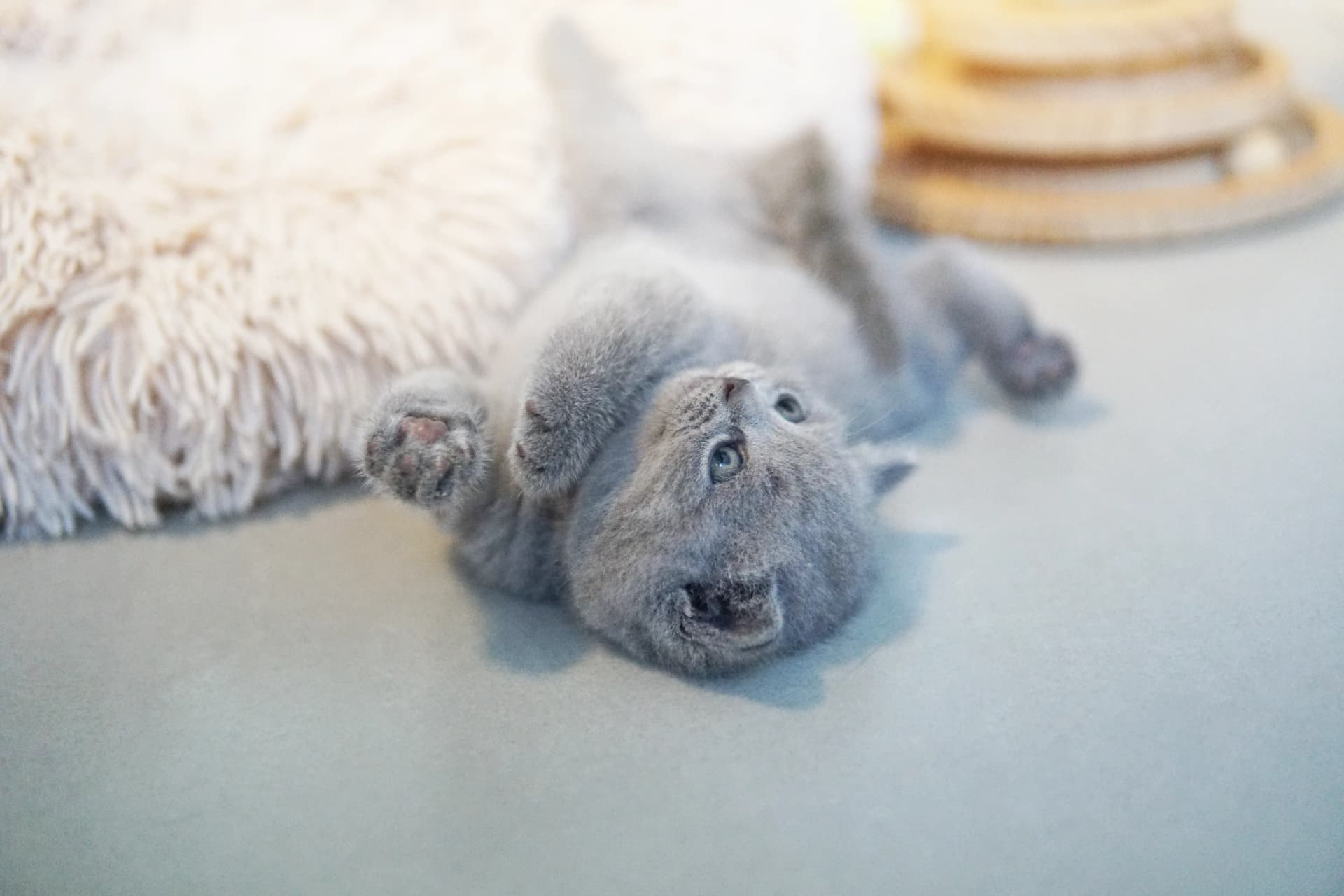 Gatito mostrando encanto irresistible