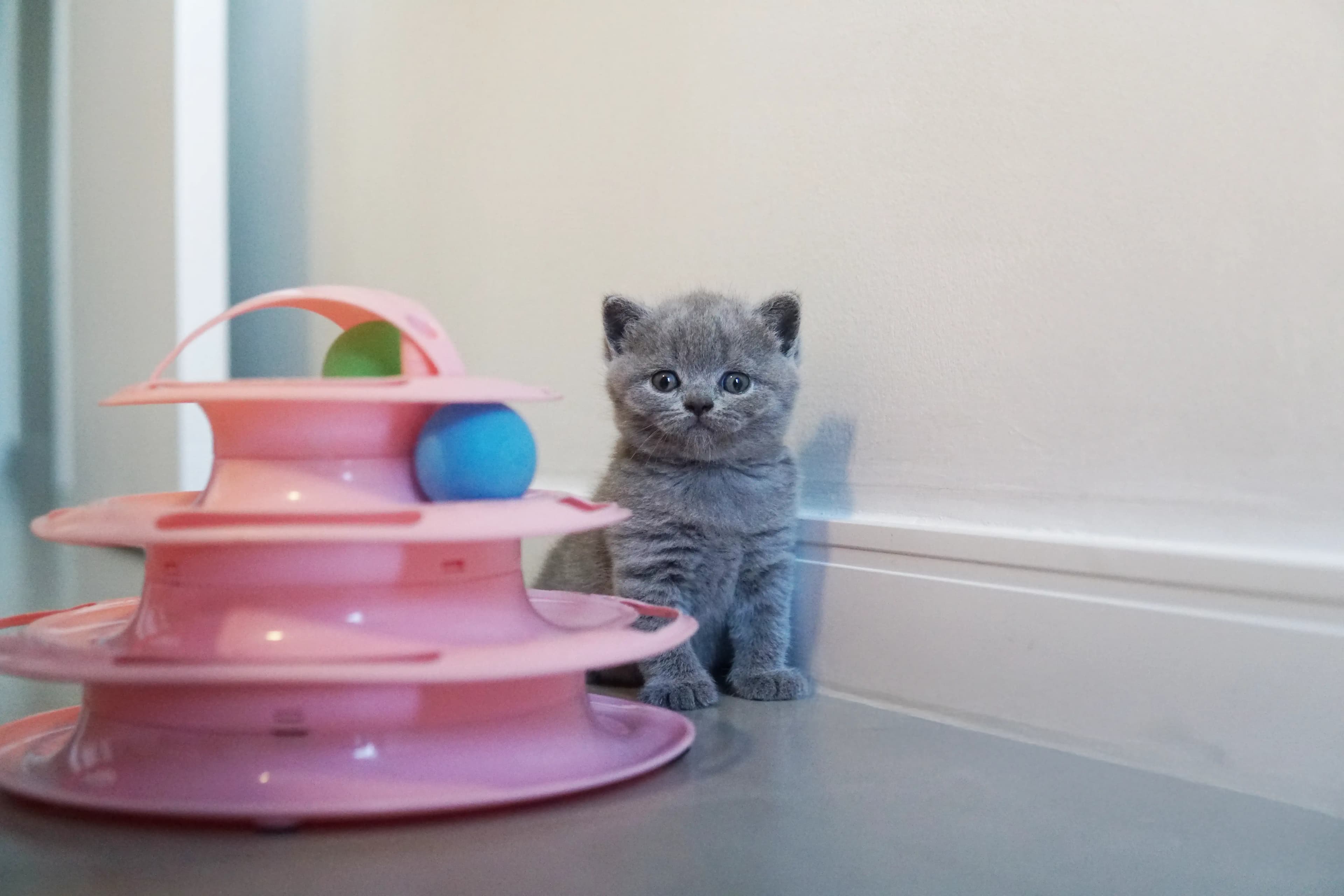 Gatito atento al entorno