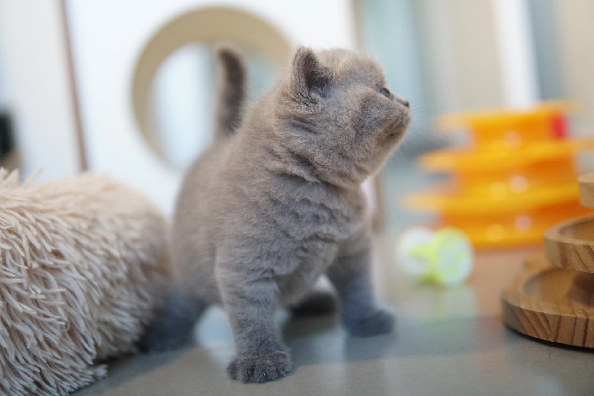Gatito acostado junto al rascador