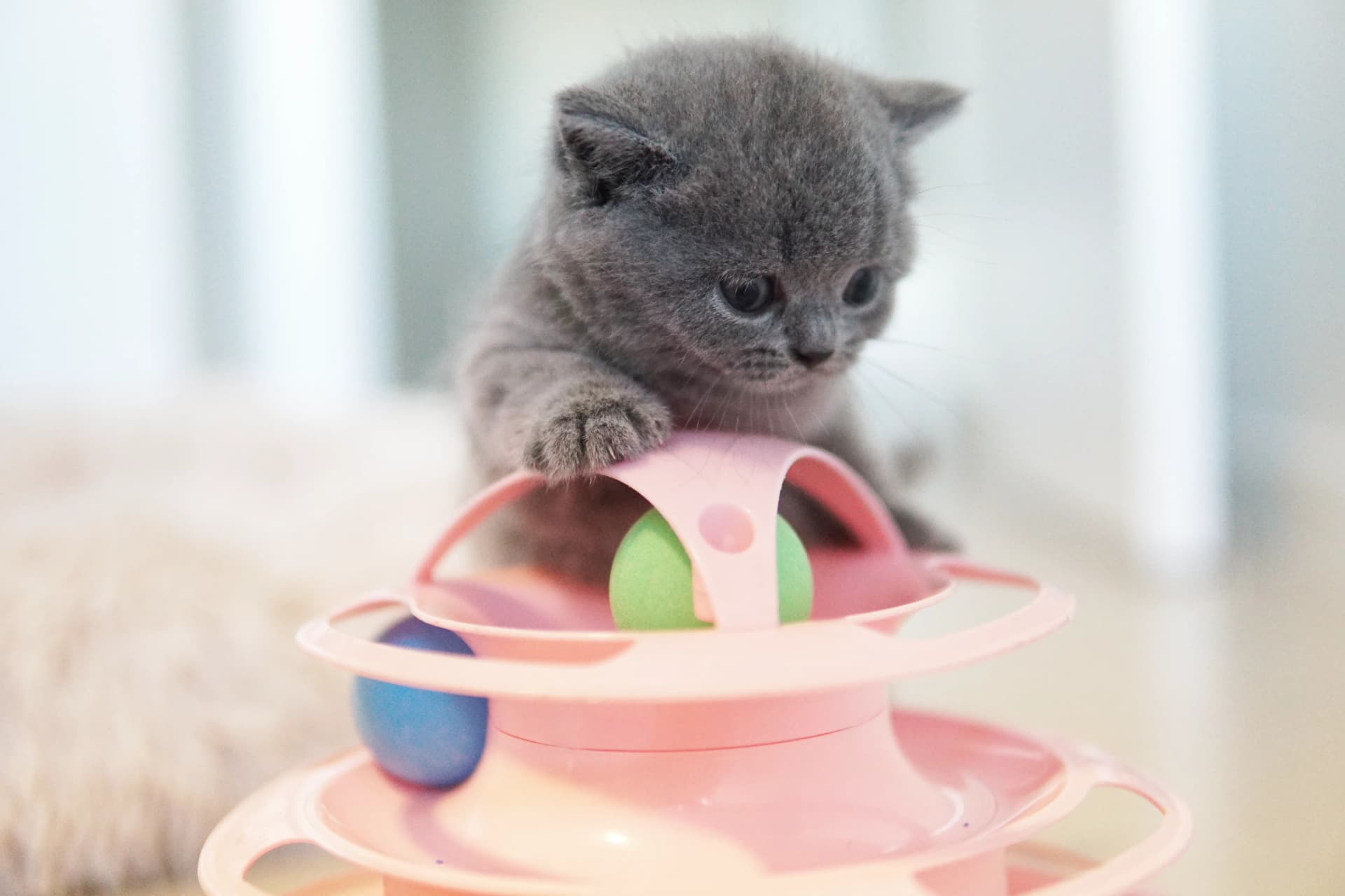 Gatito jugando con concentración