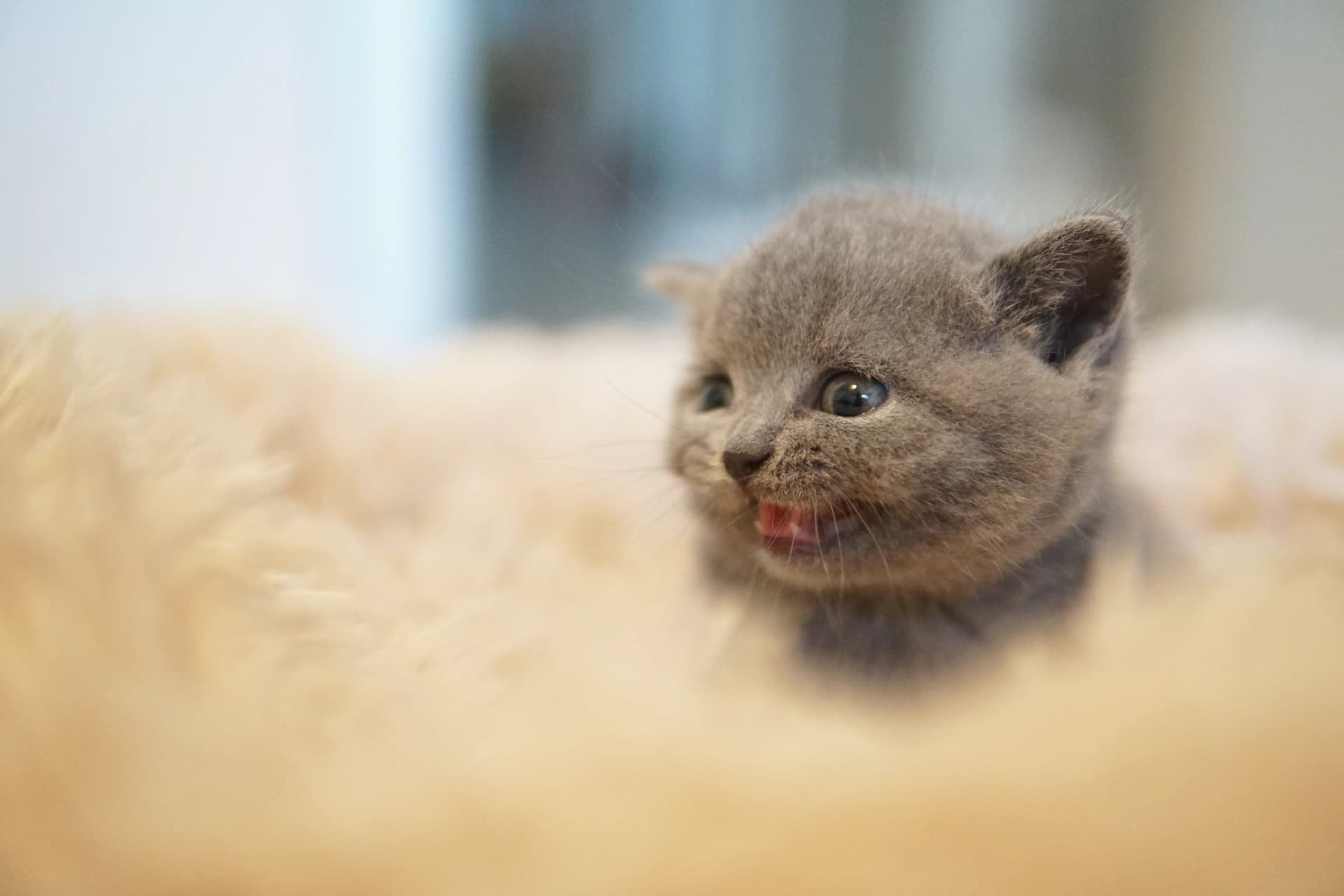 Gatito corriendo con mucha energía