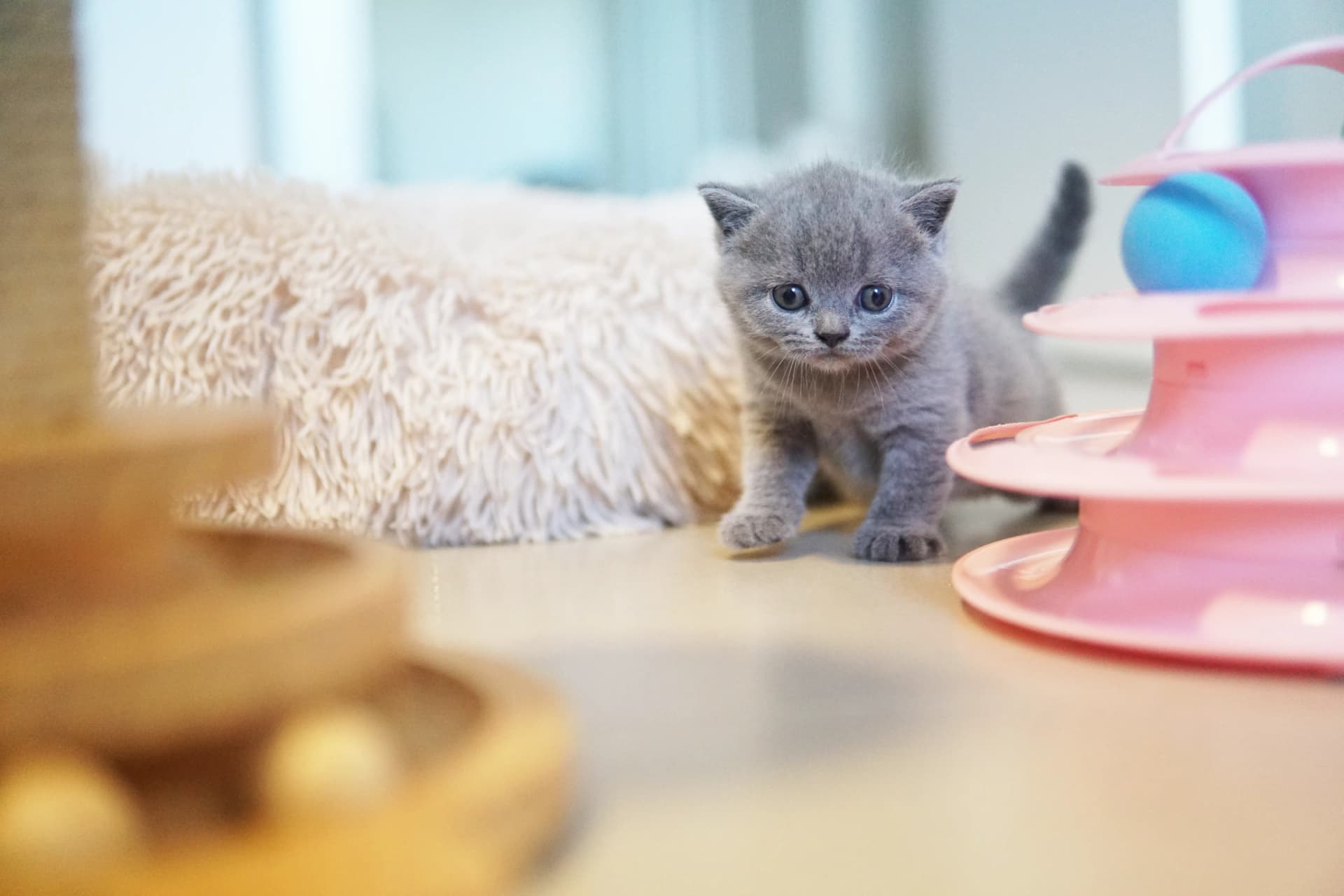 Gatito mirando los juguetes