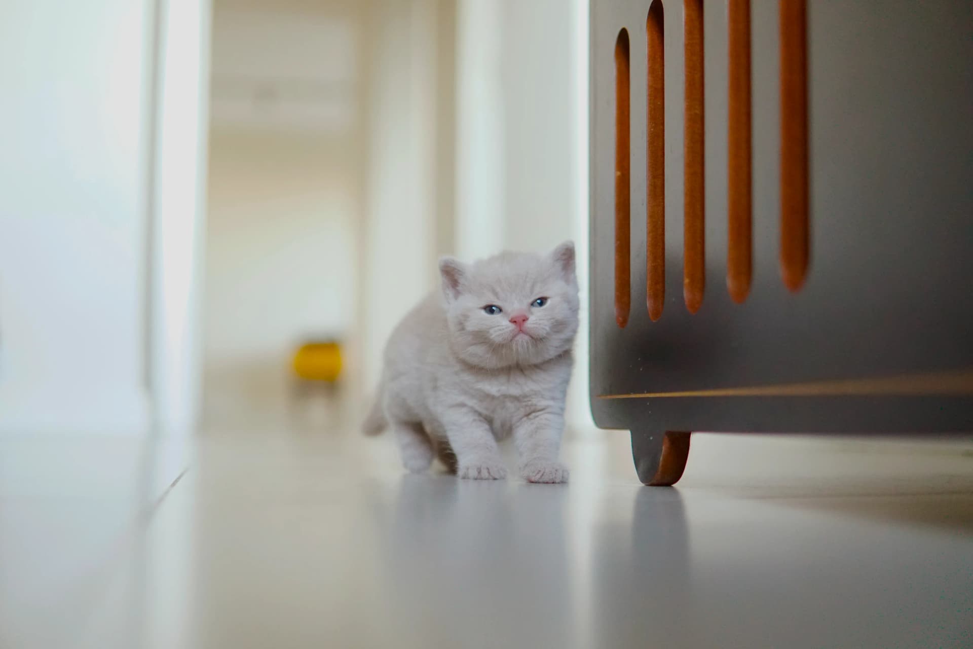 Gatito relajándose después de jugar