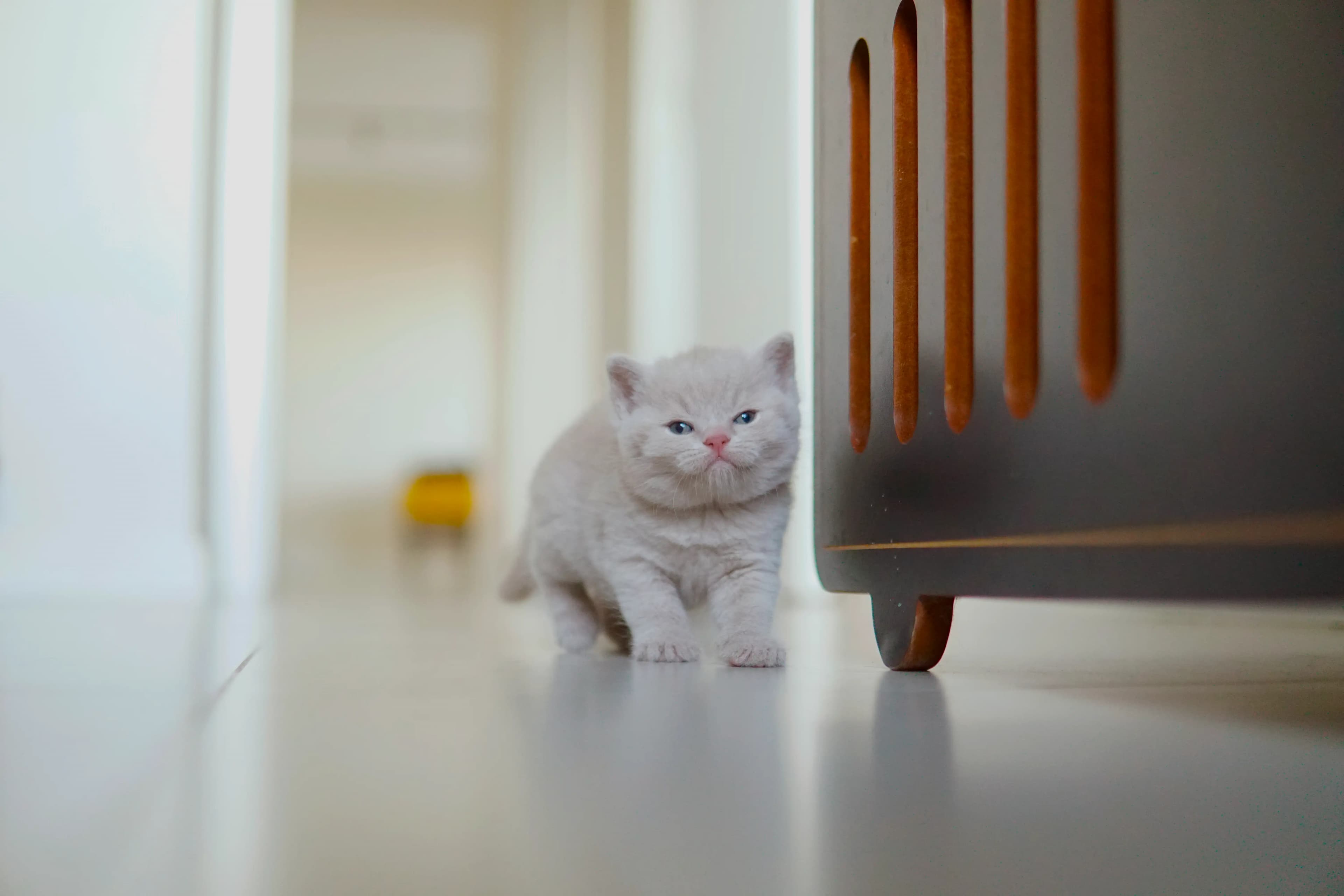 Gatito relajándose después de jugar