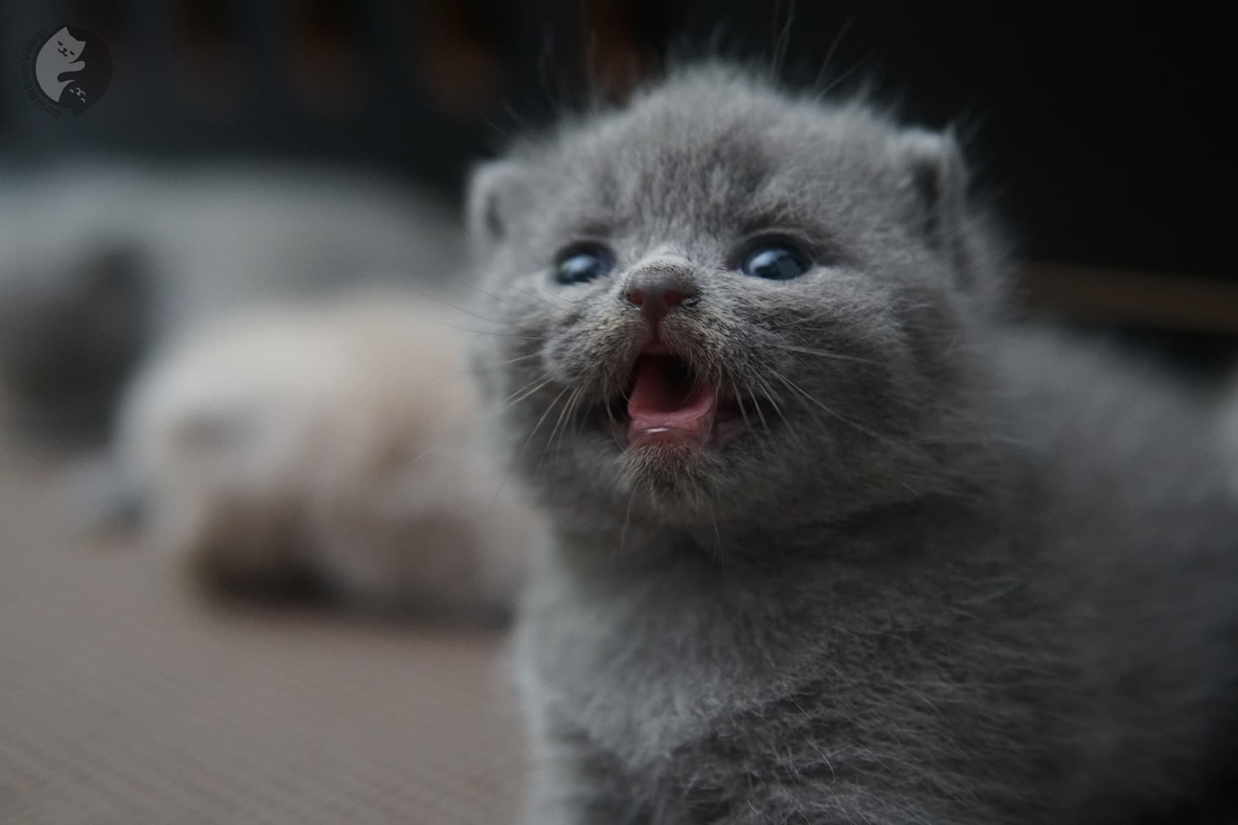 Gatito British Shorthair blue explorando – foto 1
