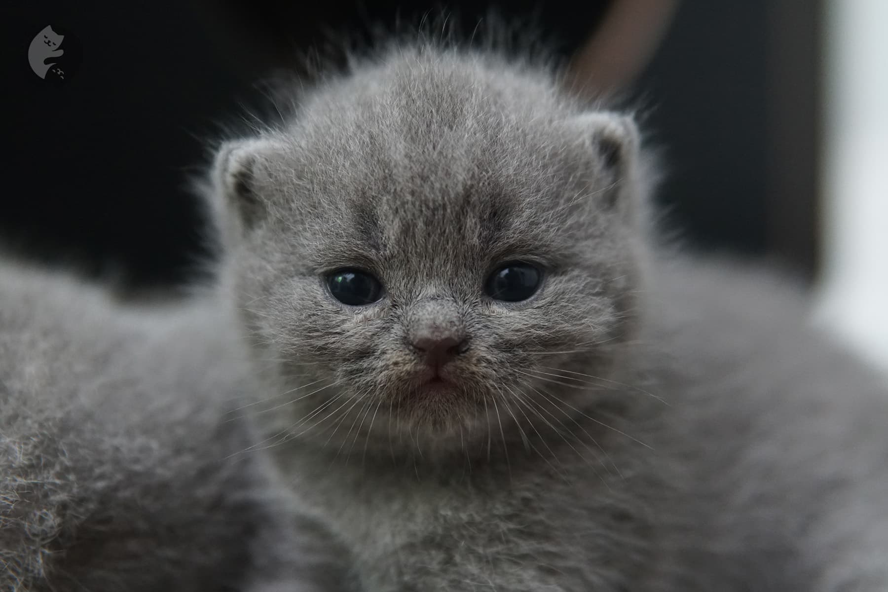 Gatito de raza British Shorthair en primer plano – foto 2