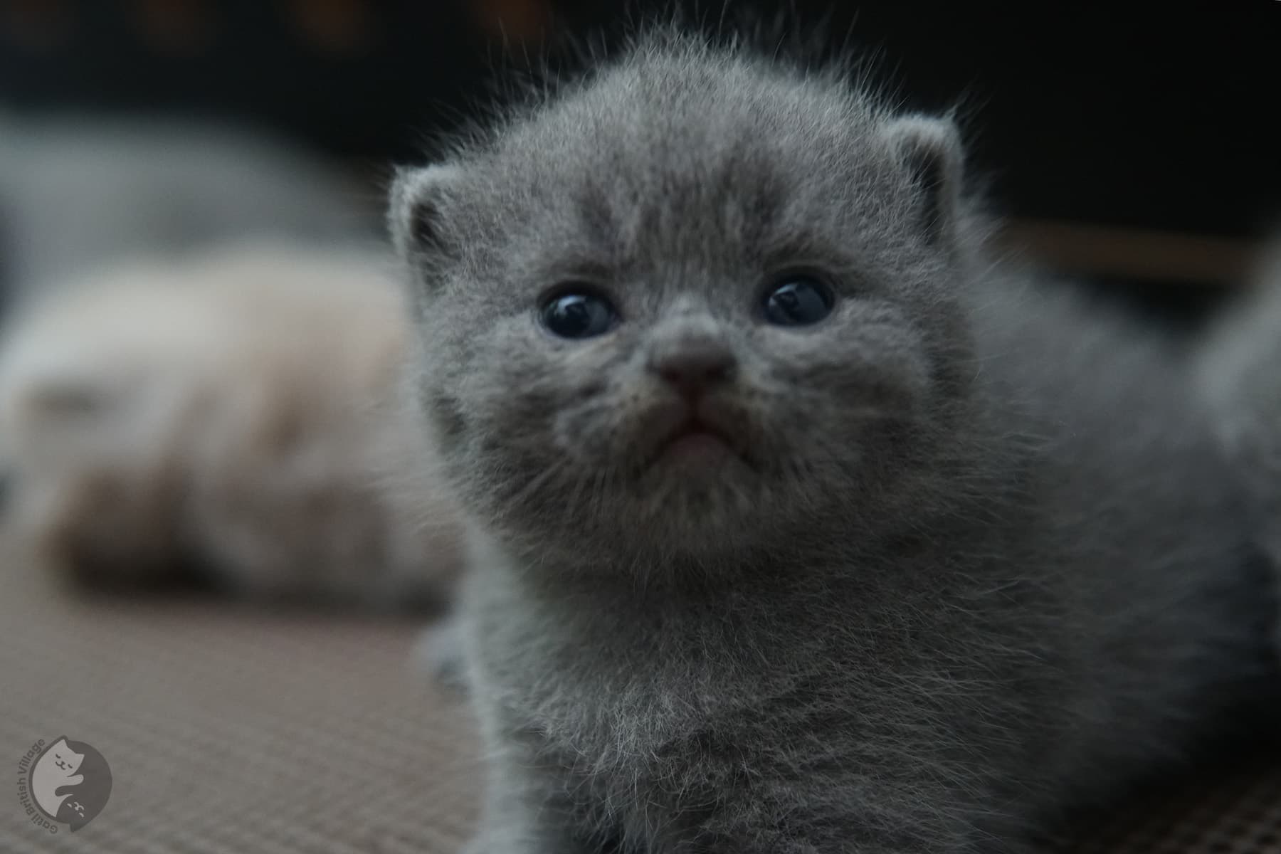 Tres gatitos British Shorthair acurrucados – foto 3