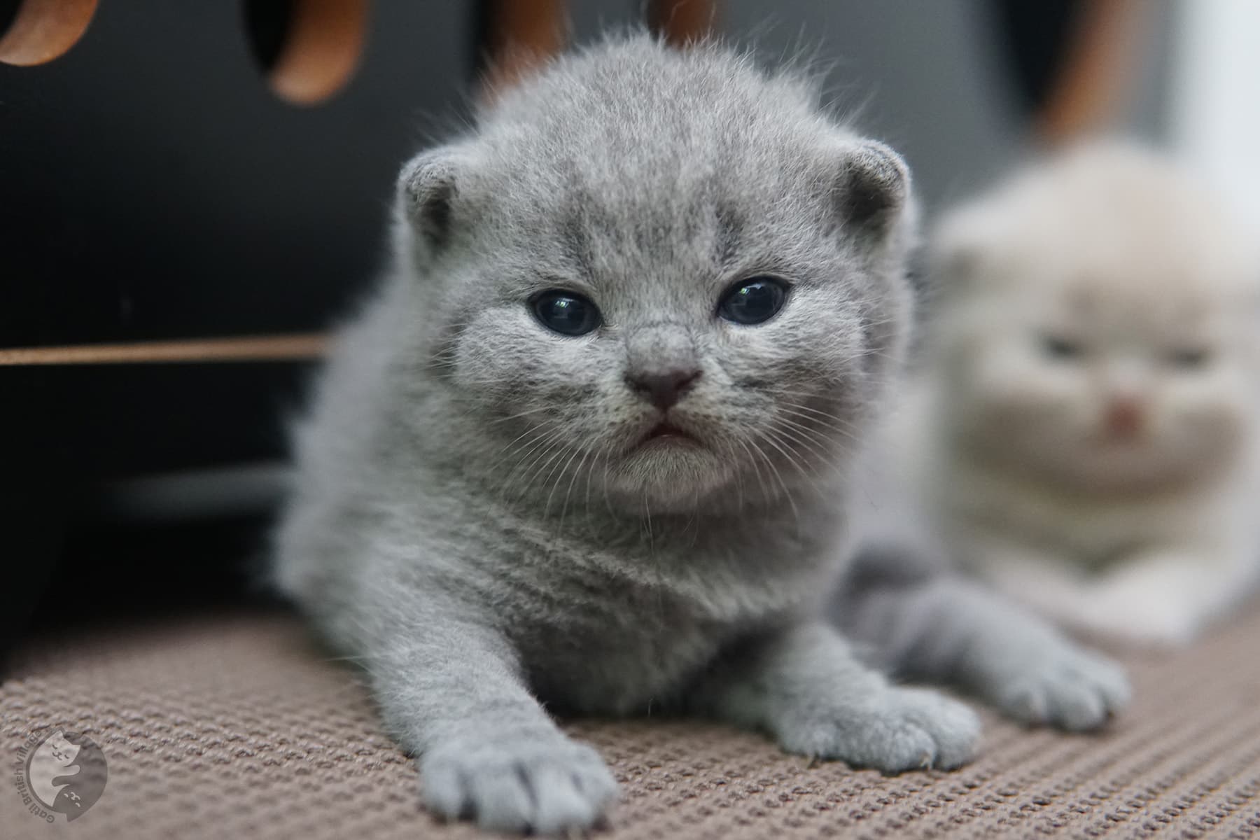 Gatito British Shorthair durmiendo tranquilamente – foto 4
