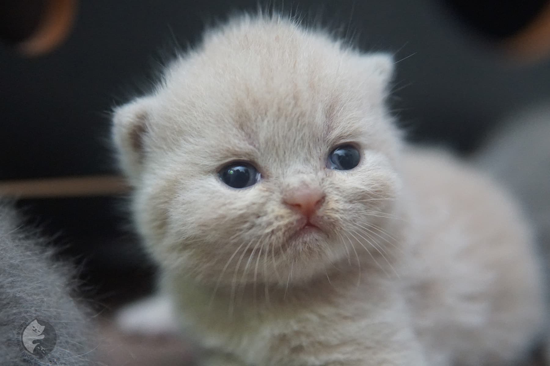 Gatito British Shorthair de pelaje azul – foto 5