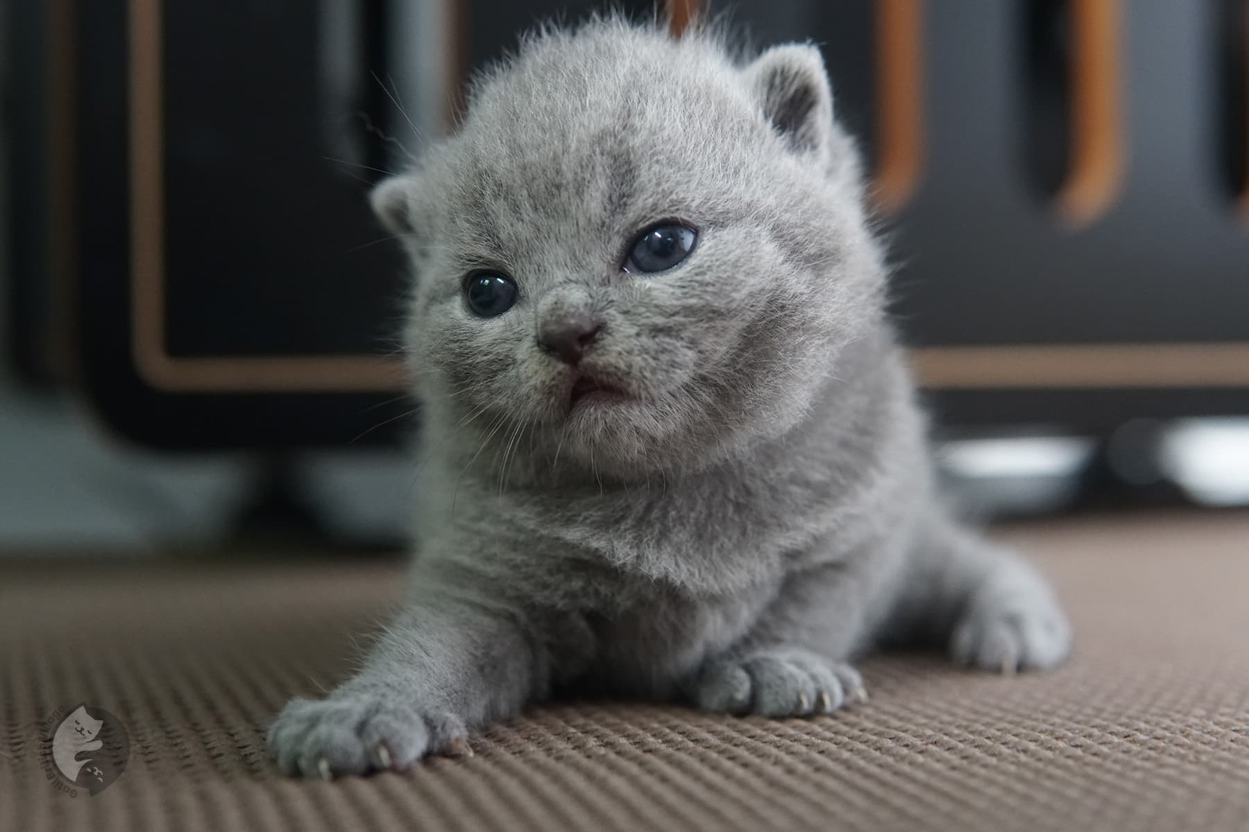 Gatito British Shorthair con ojos brillantes – foto 6
