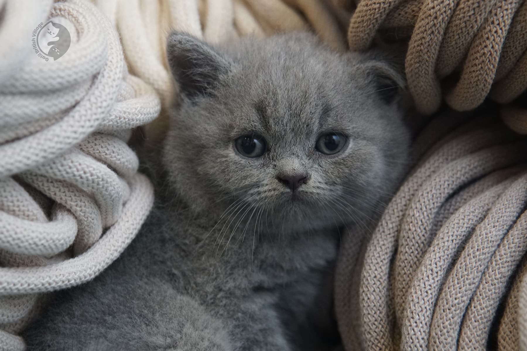 Gatito envuelto en una manta – foto 7