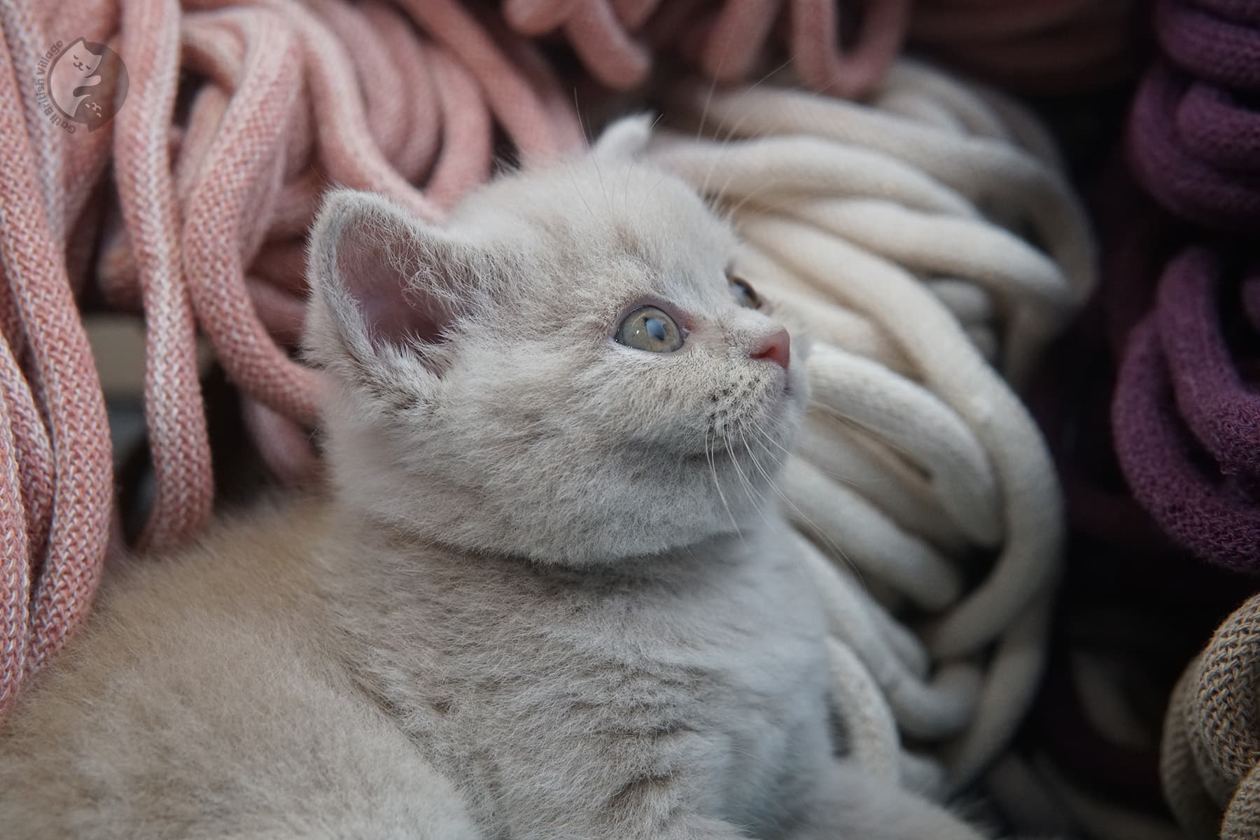 Gatito British Shorthair muy tierno – foto 8