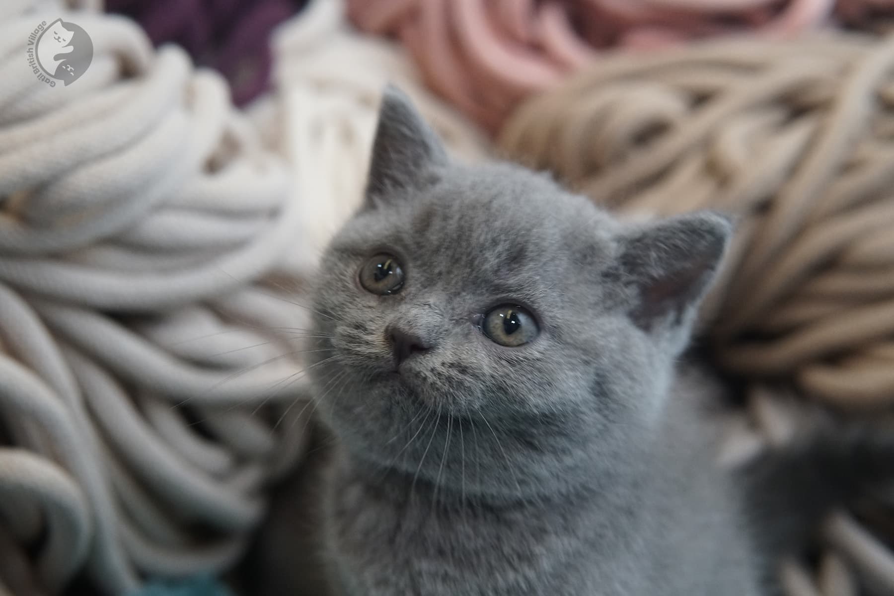 Gatito listo para una sesión de fotos profesional – foto 9