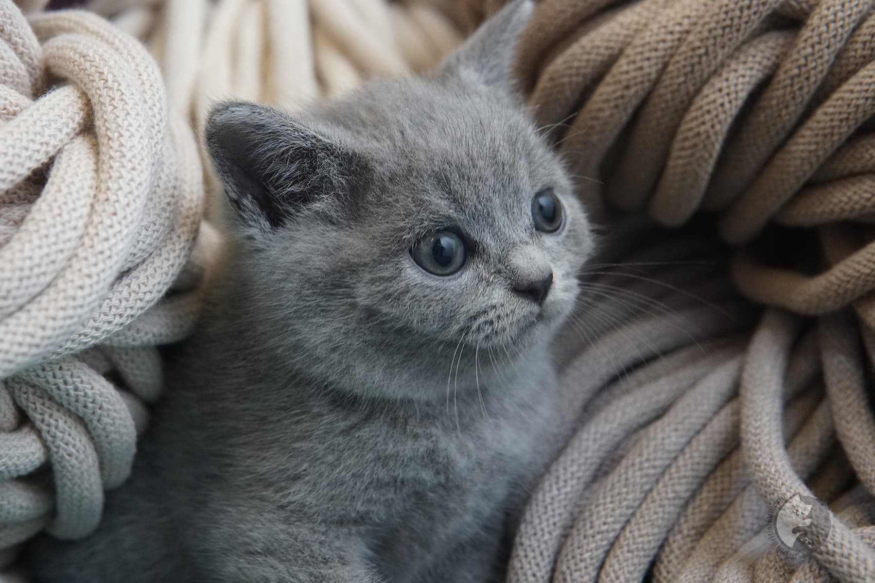 Pelaje azul característico del British Shorthair – foto 10