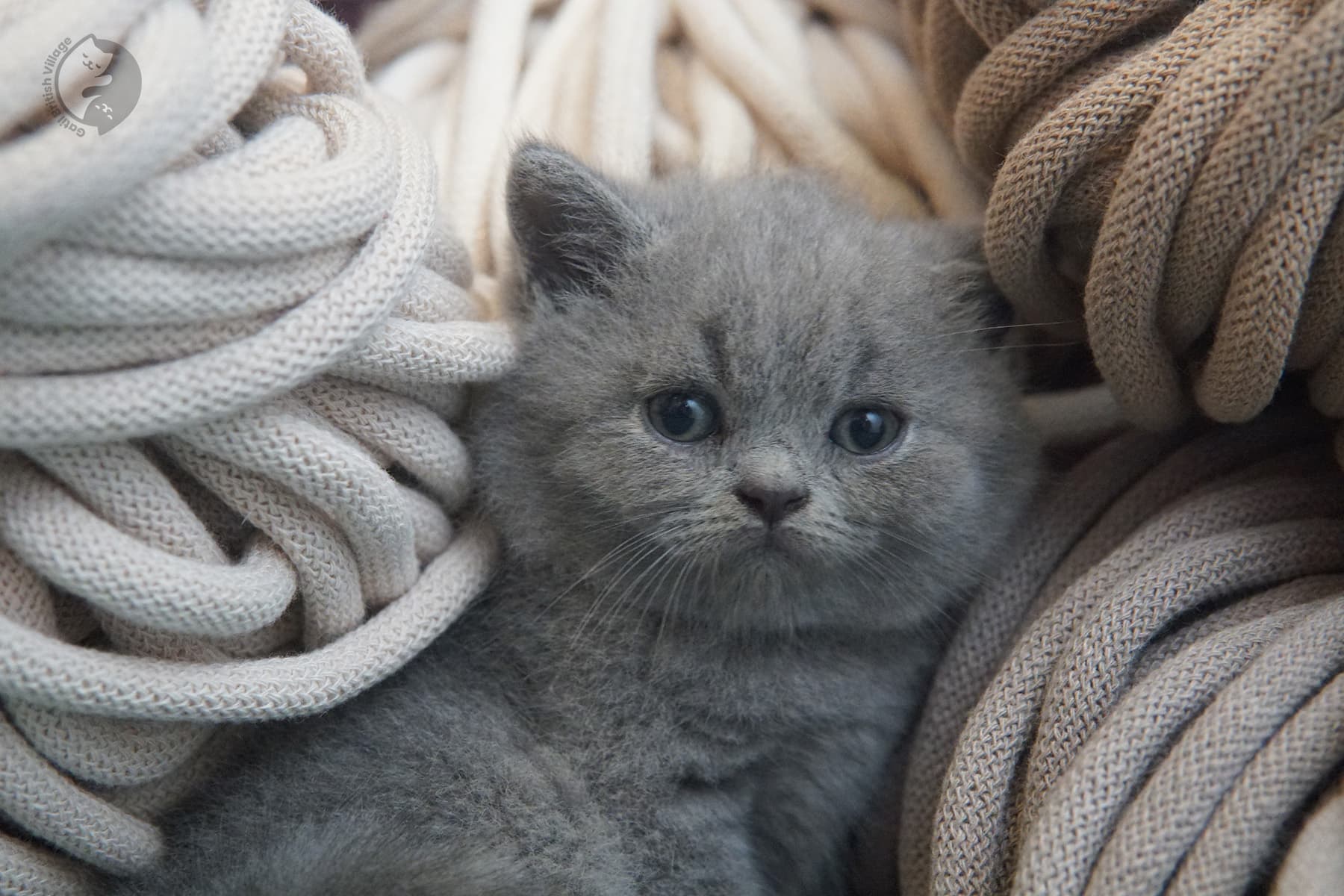Gatito rodeado de mantas acogedoras – foto 11