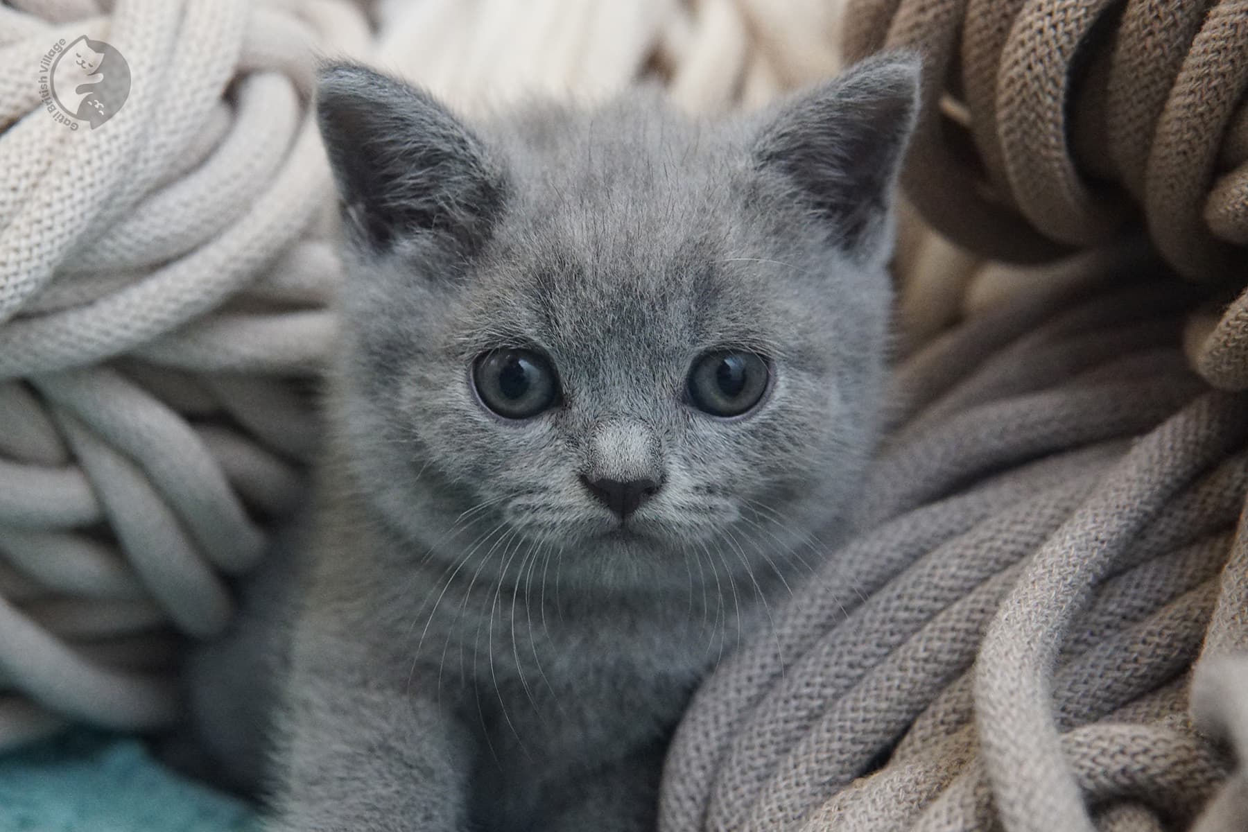 Gatitos recién nacidos British Shorthair – foto 12