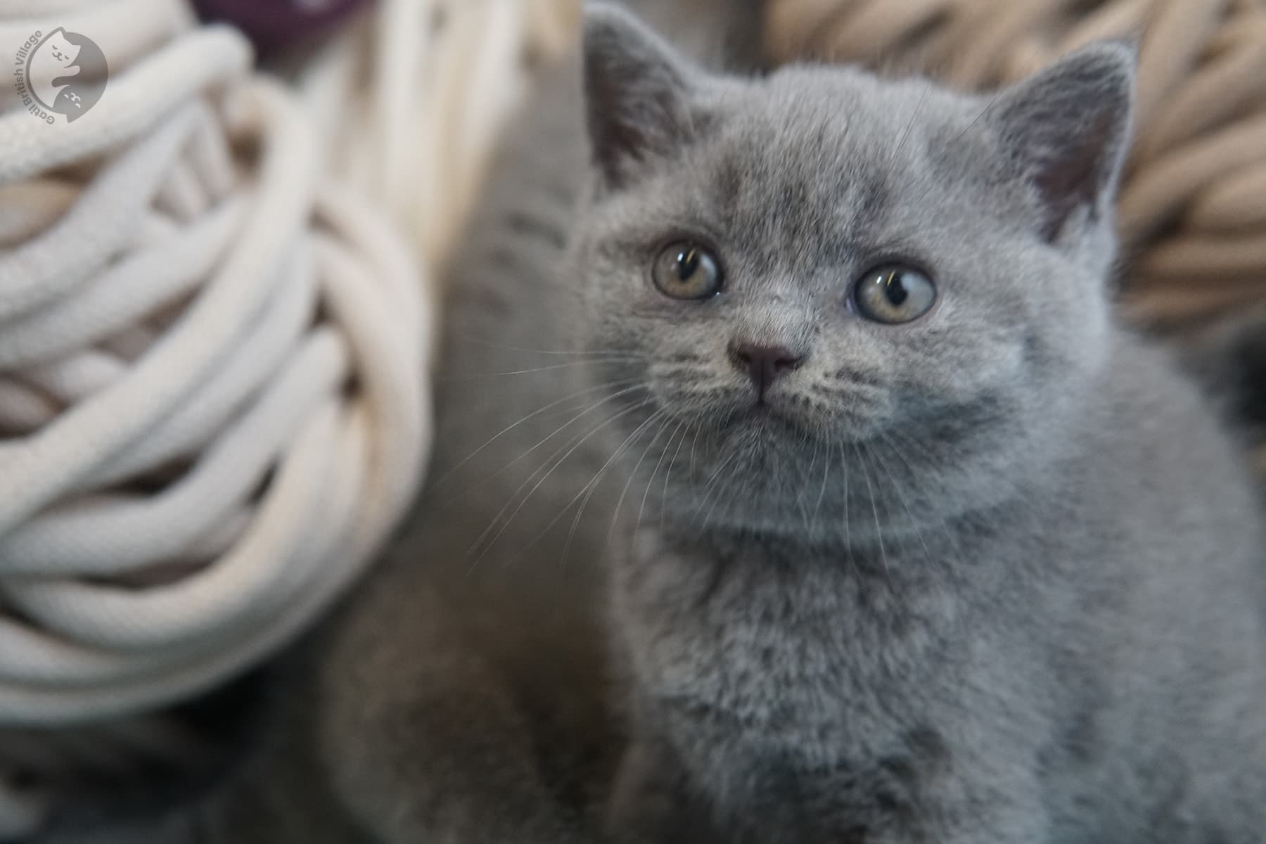 Gatitos jugando – raza British Shorthair – foto 13