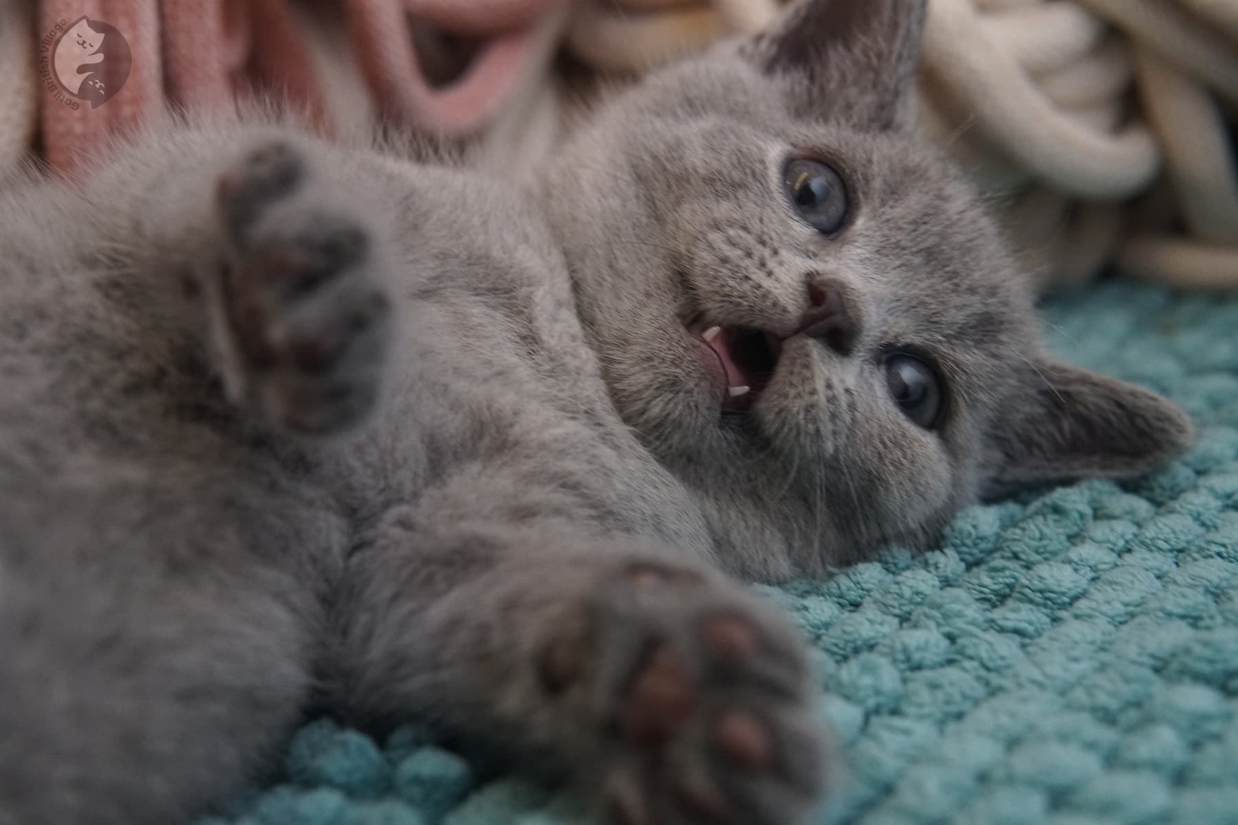 Gatito imponente de raza British Shorthair – foto 14