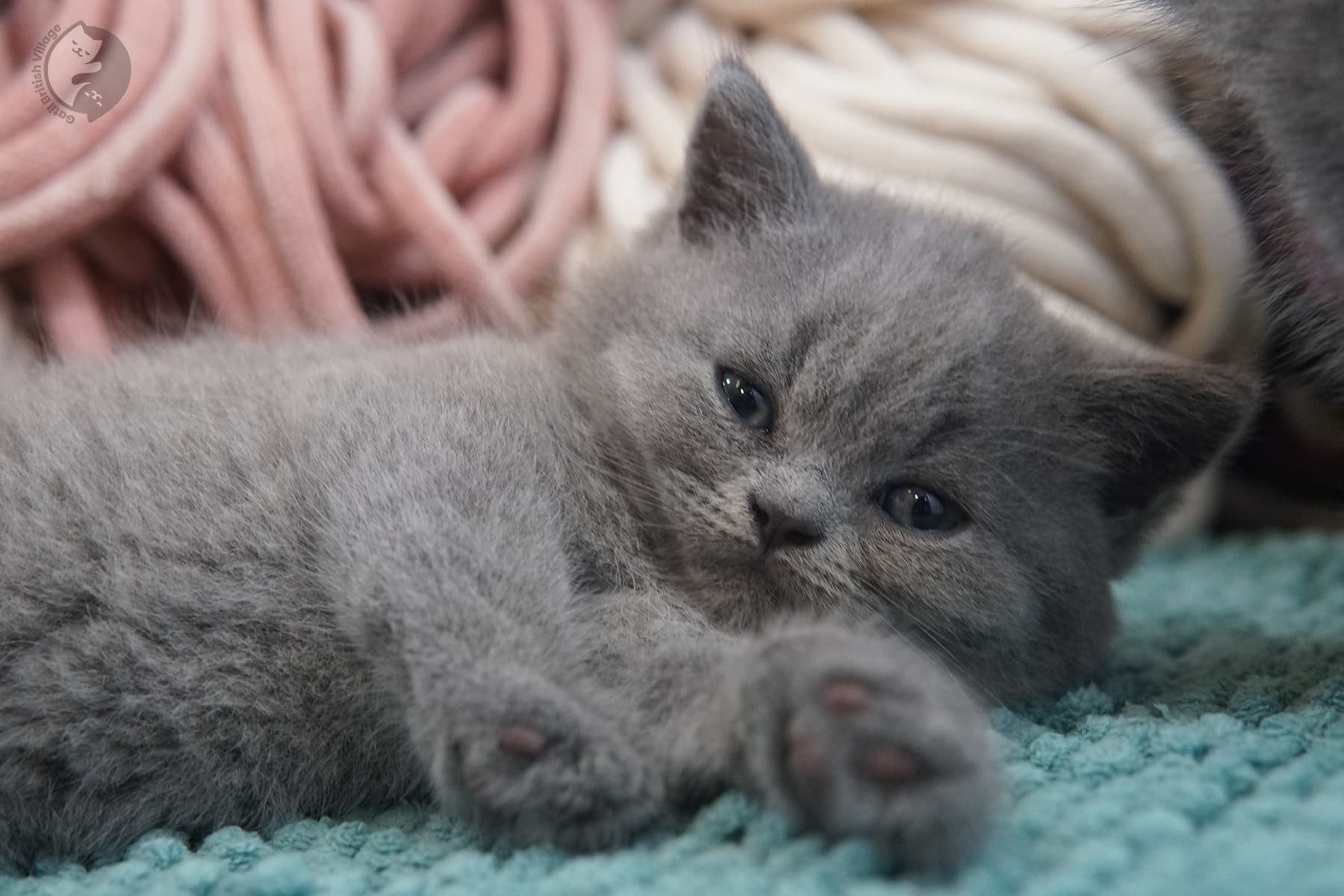Gatita elegante de raza British Shorthair – foto 15