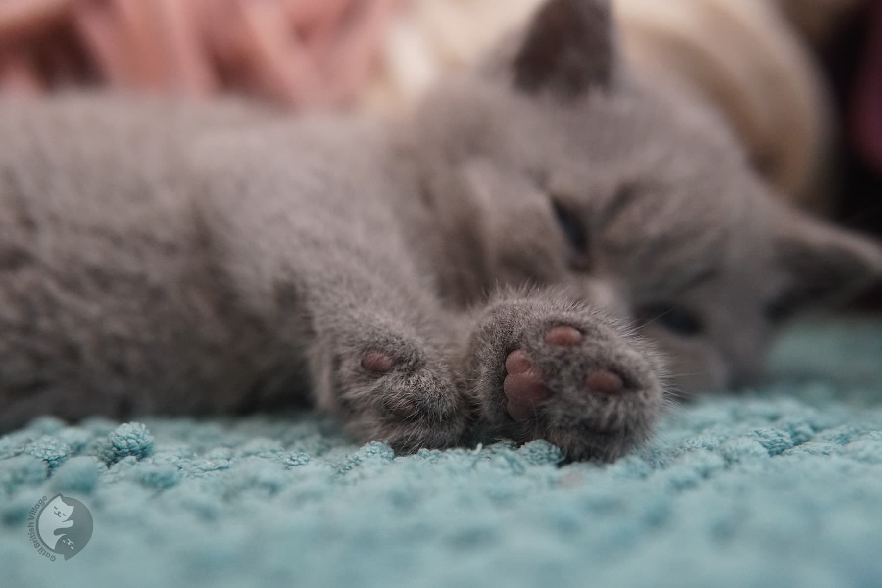 Gatita lilac de raza British Shorthair – foto 16