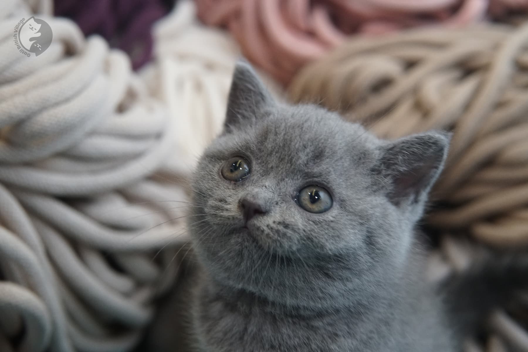 Primer plano de un gatito British Shorthair – foto 19