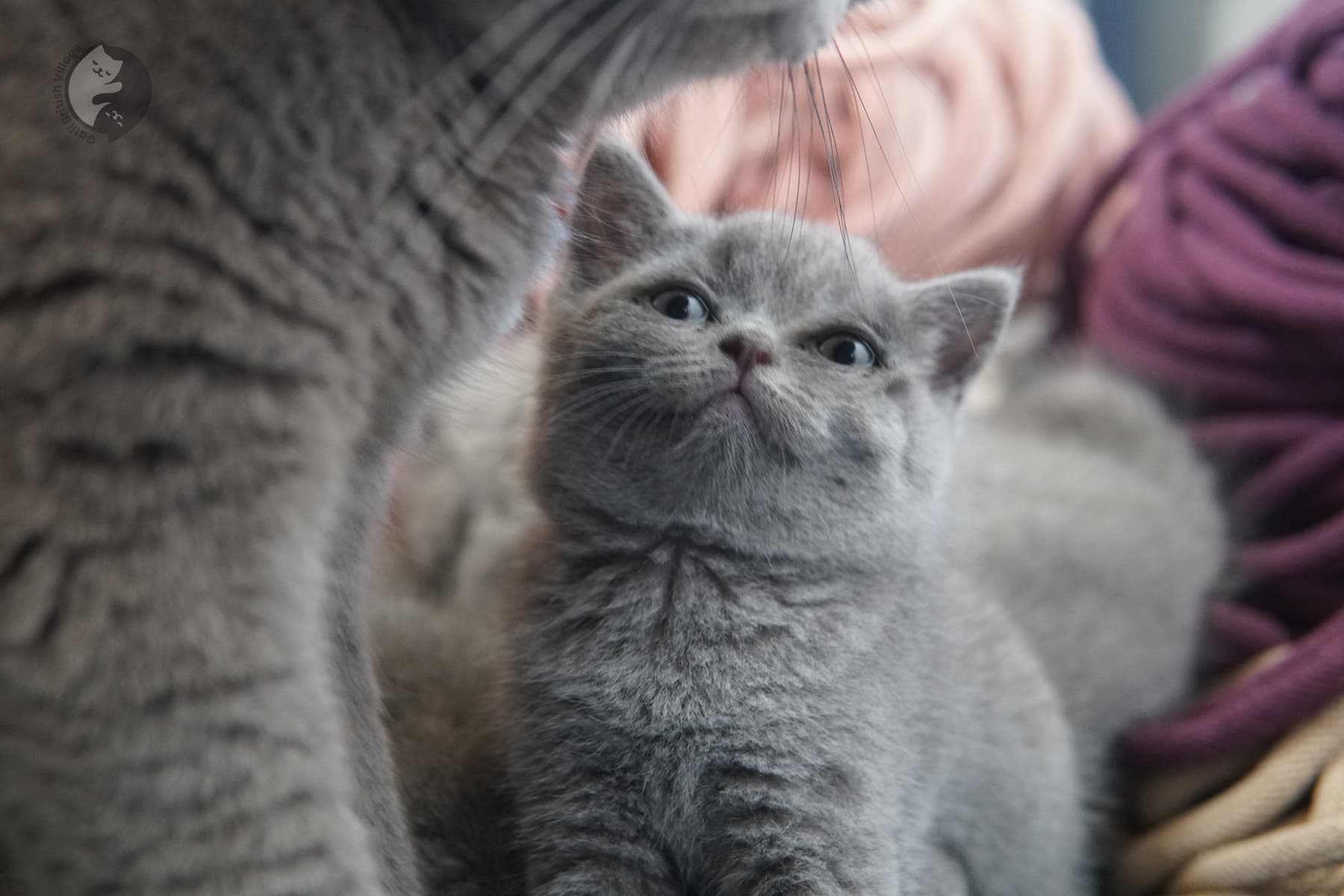 Gatito British Shorthair expresivo y carismático – foto 22
