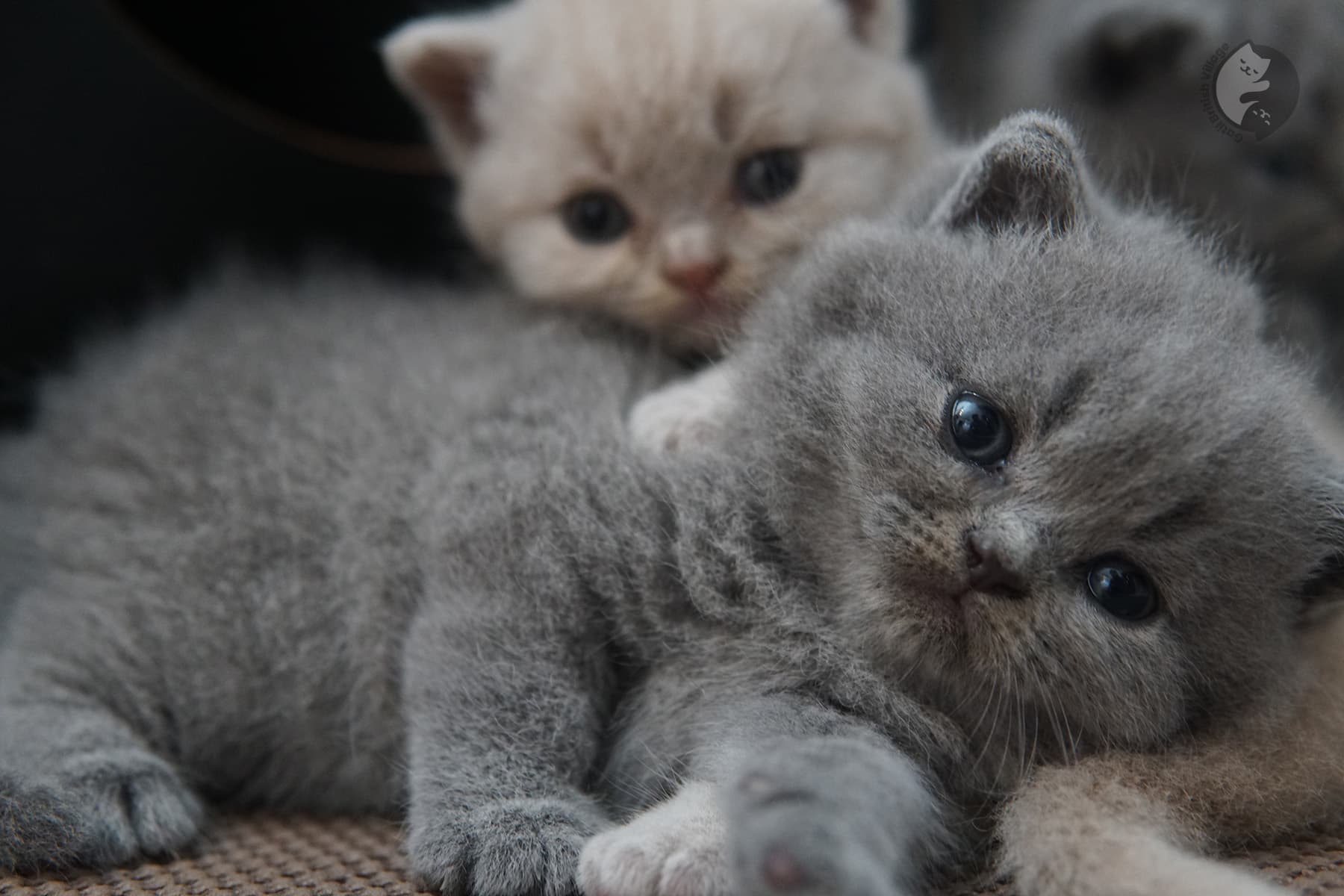 Gatito adorable de raza British Shorthair – foto 24