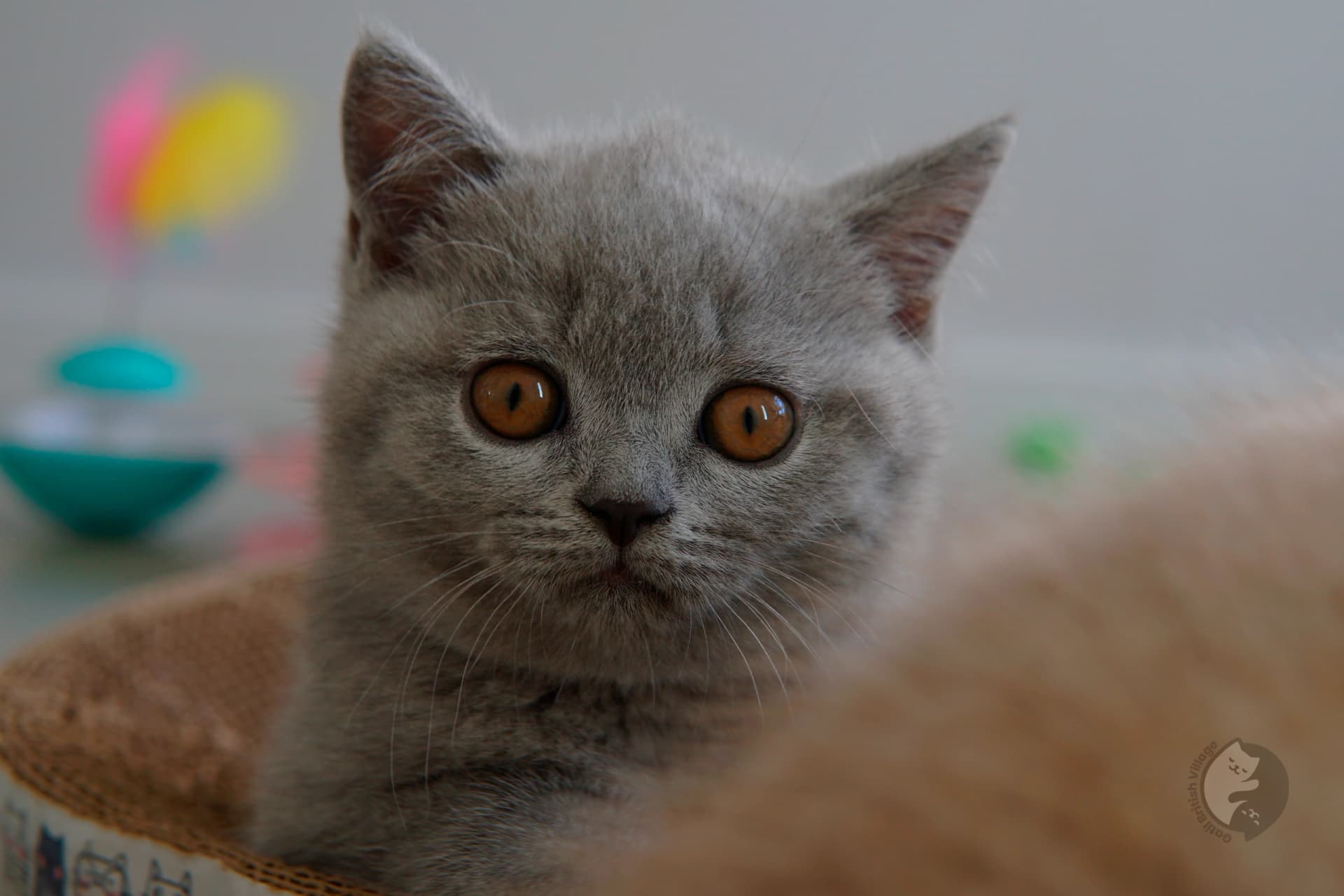 Gatito British Shorthair lila envuelto en una manta rosa claro, bajo una suave luz natural