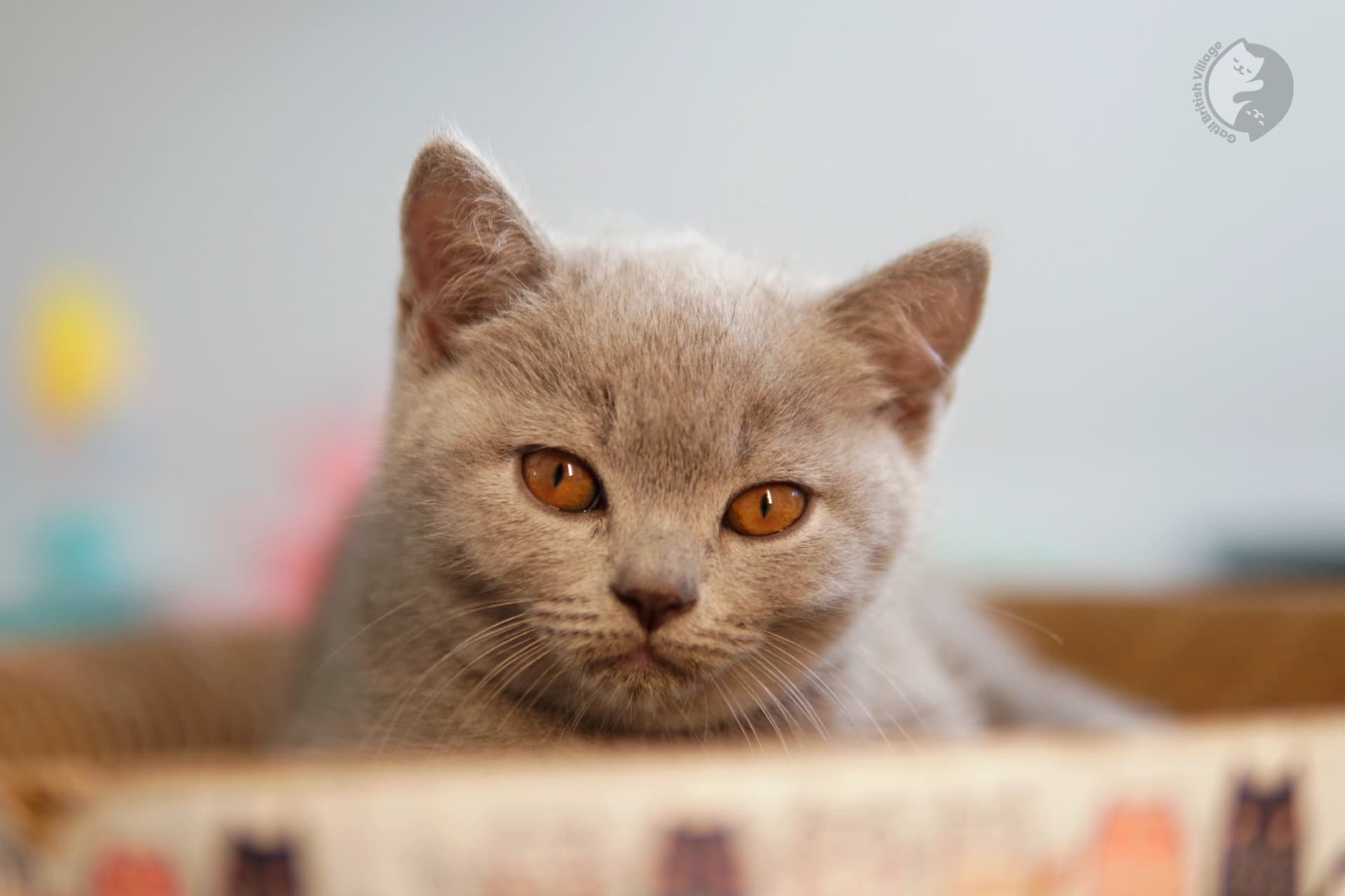Gatito British Shorthair lila acostado entre cojines esponjosos, en un escenario invernal con tonos pastel