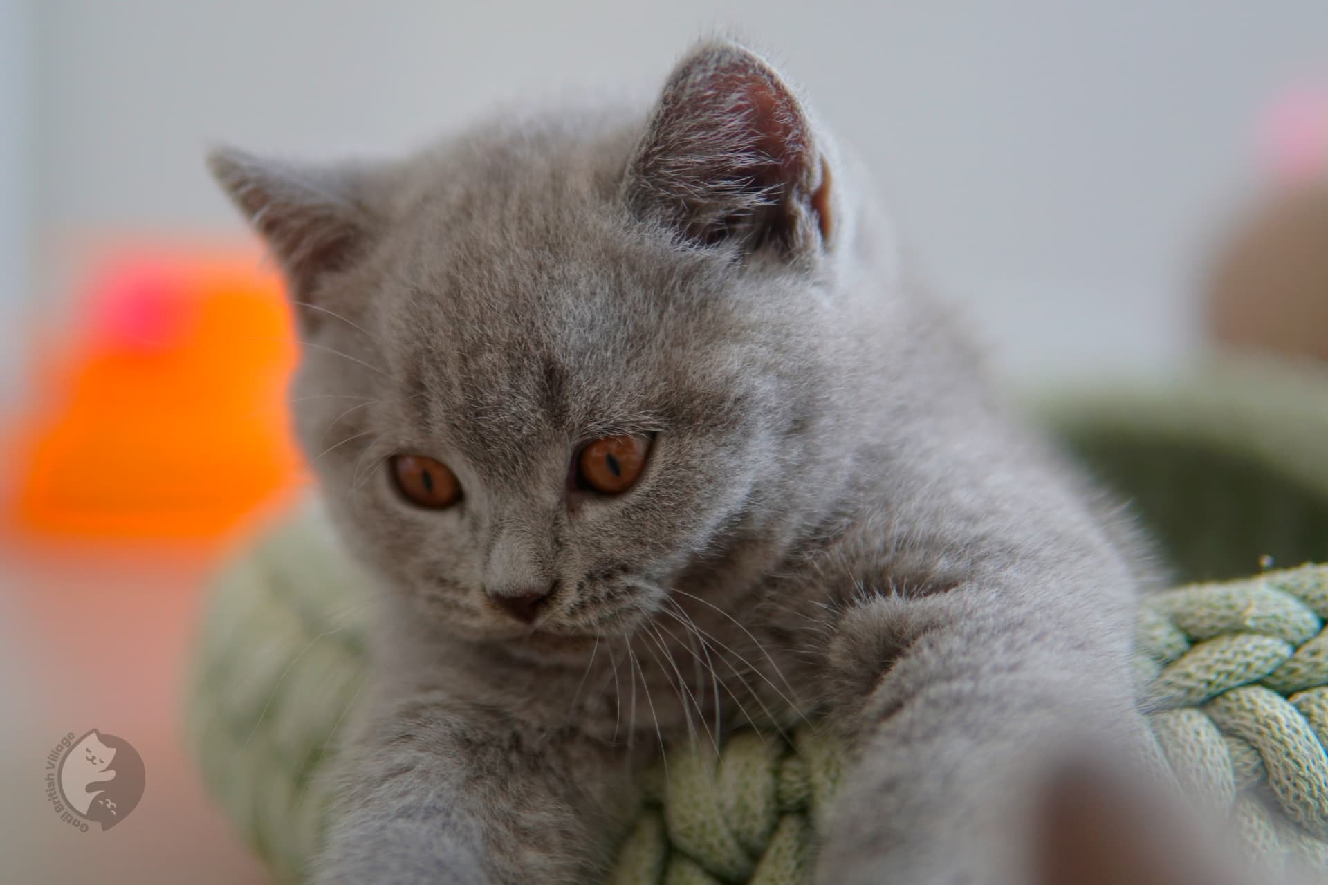 Gatito British Shorthair lila jugando con un juguete de peluche, junto a otro gatito