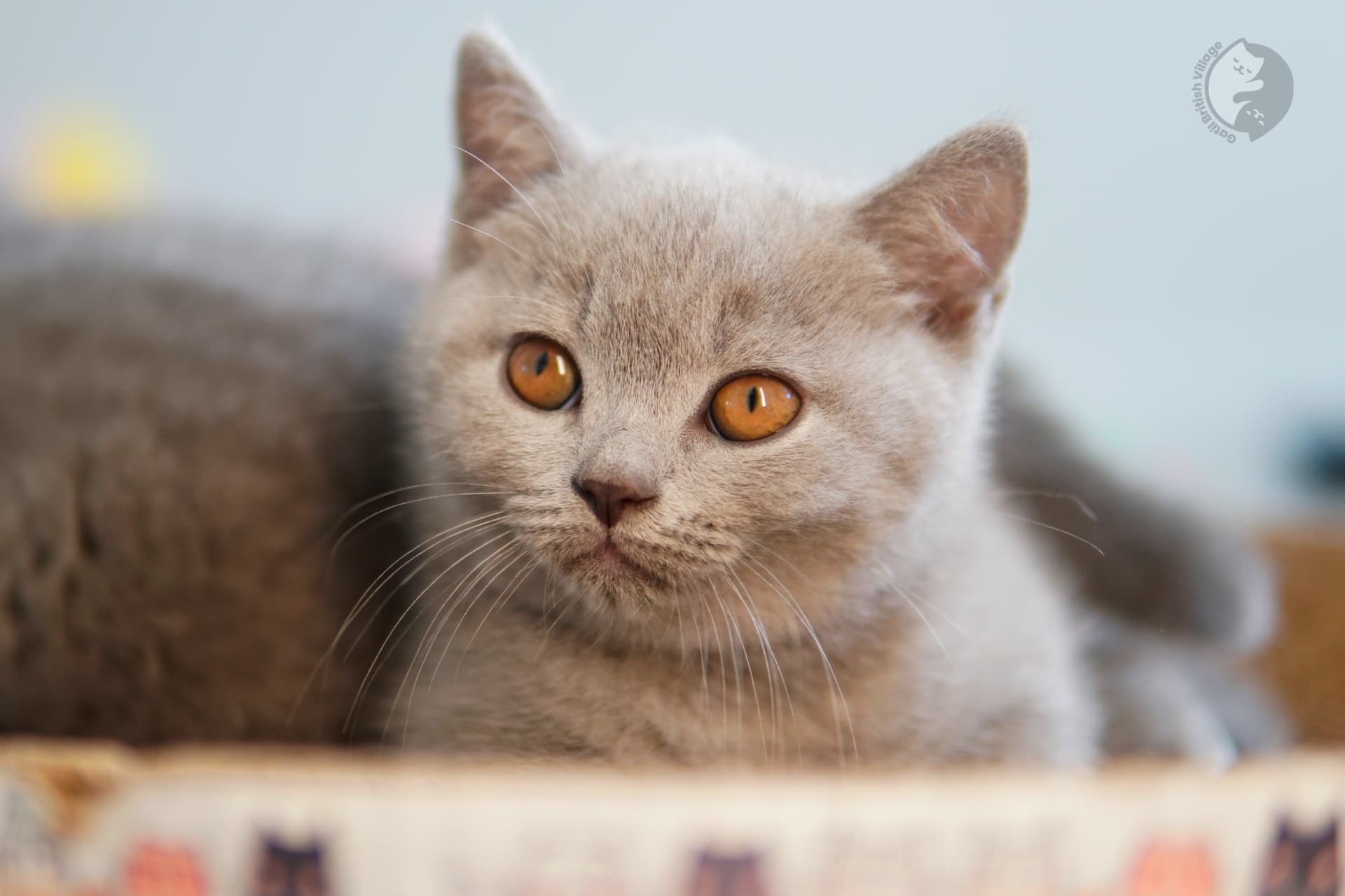 Gatito British Shorthair azul acostado entre cojines esponjosos, con expresión serena