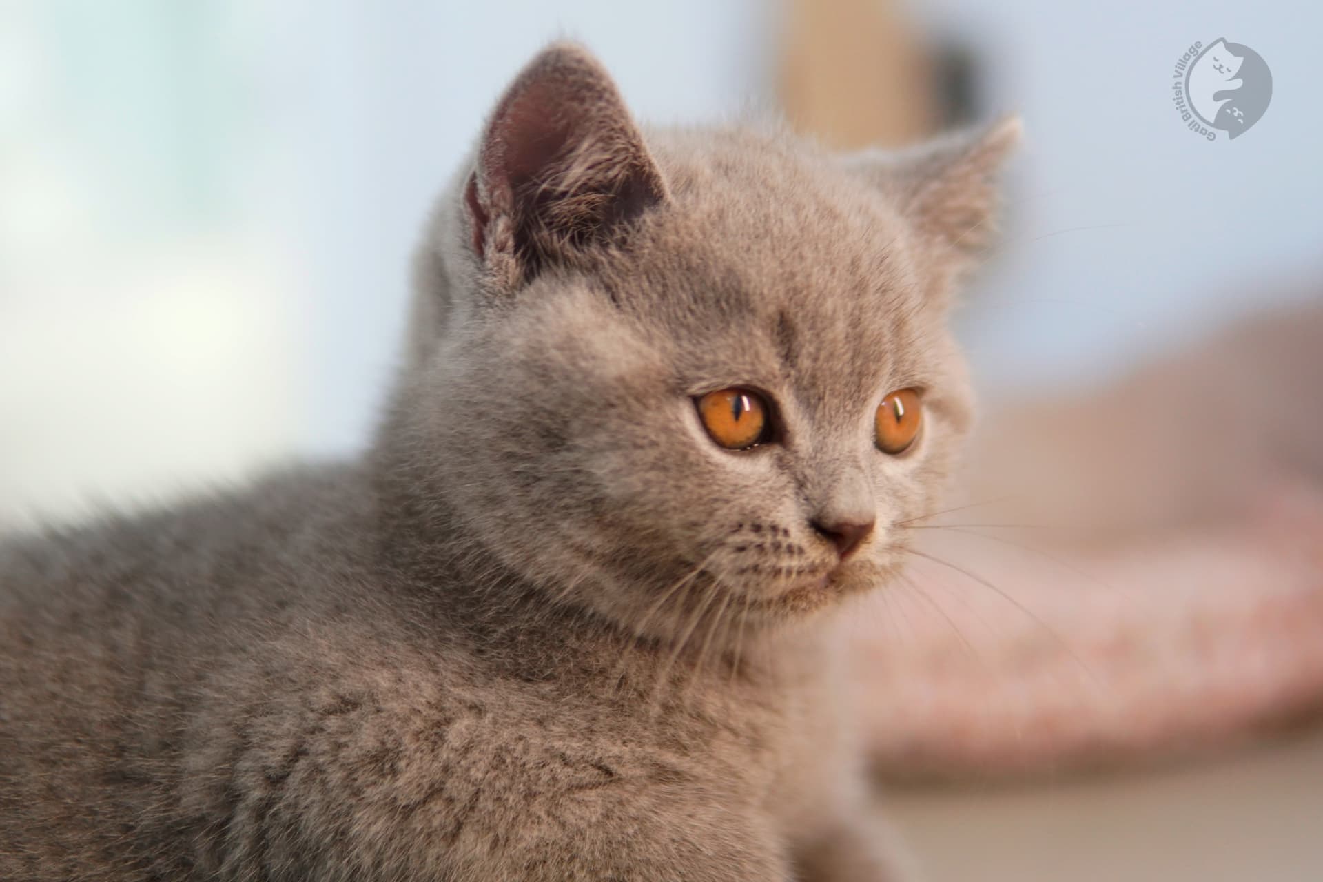 Gatito British Shorthair azul con orejas alertas, bajo una suave luz natural