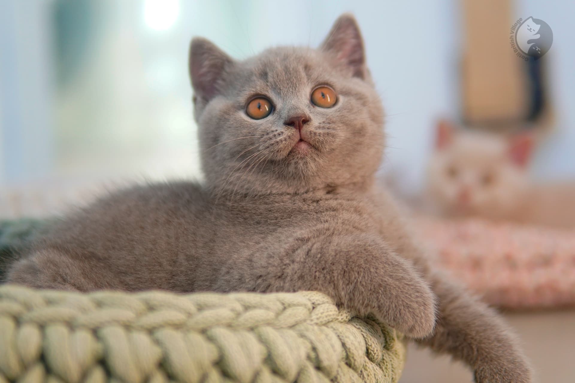 Gatito British Shorthair azul envuelto en una manta rosa claro, en estudio con fondo neutro