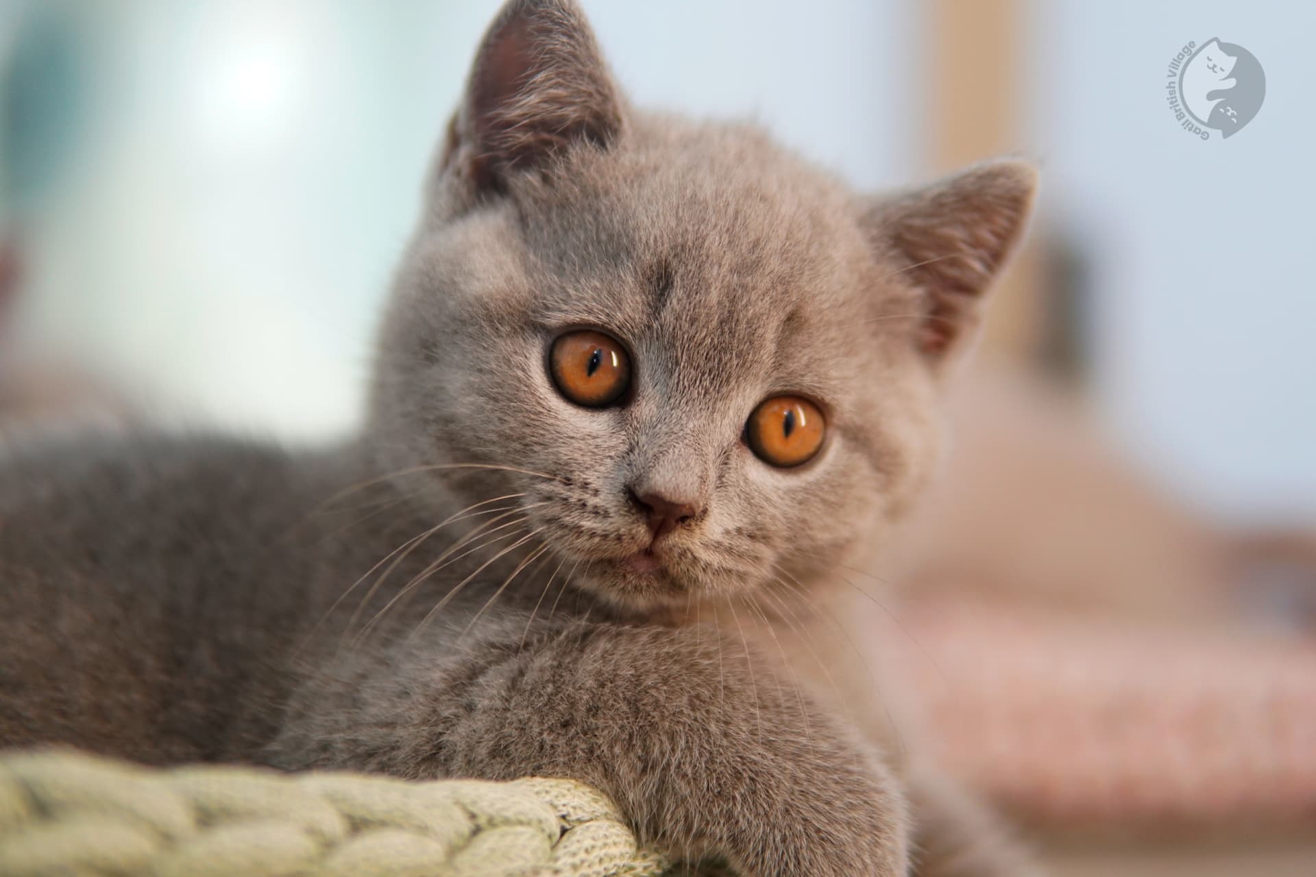 Gatito British Shorthair azul acostado entre cojines esponjosos, junto a otro gatito
