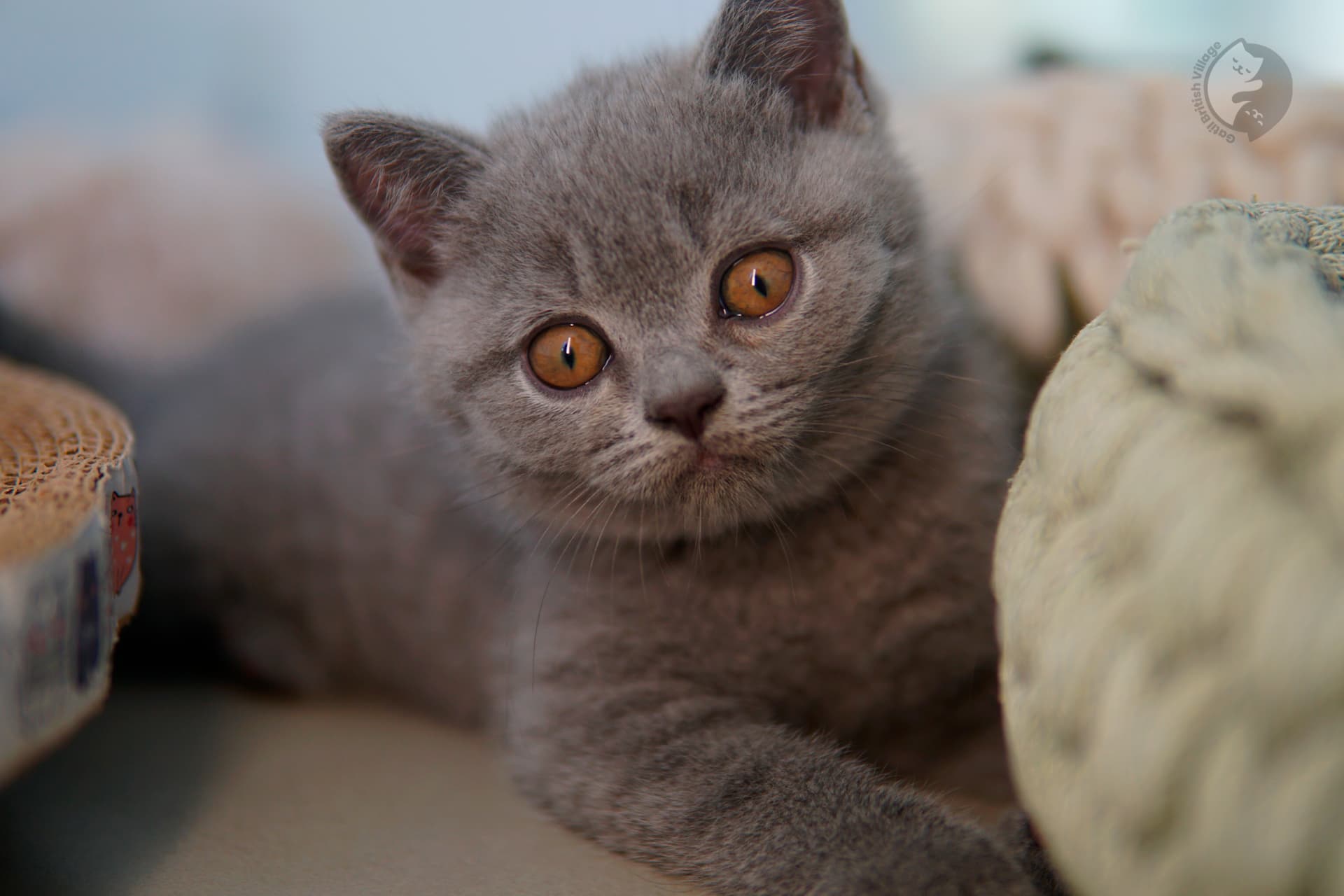 Gatito British Shorthair azul con orejas alertas, en un ambiente tranquilo y silencioso