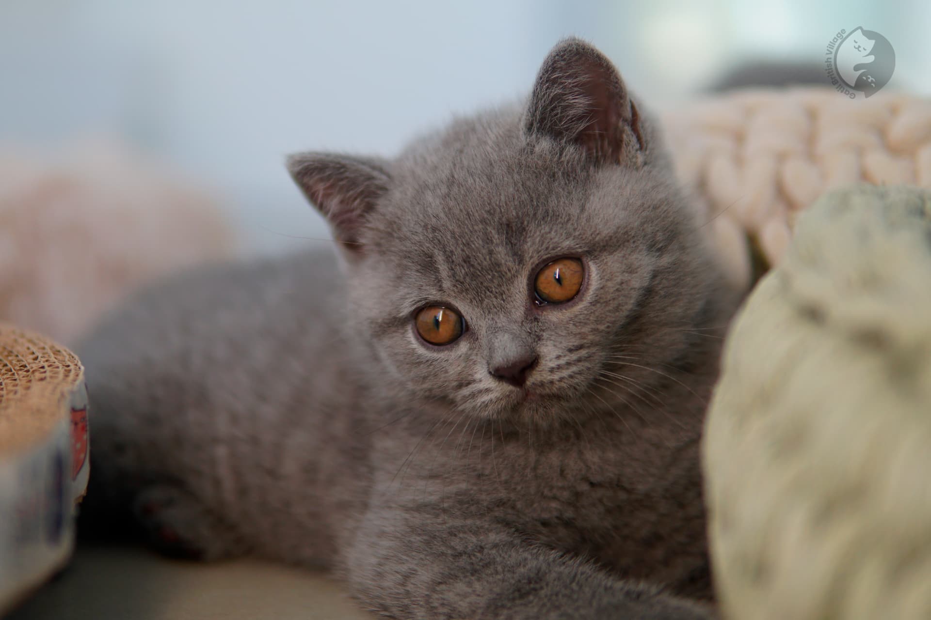 Gatito British Shorthair lila con las patitas estiradas sobre la manta, en posición relajada y tranquila
