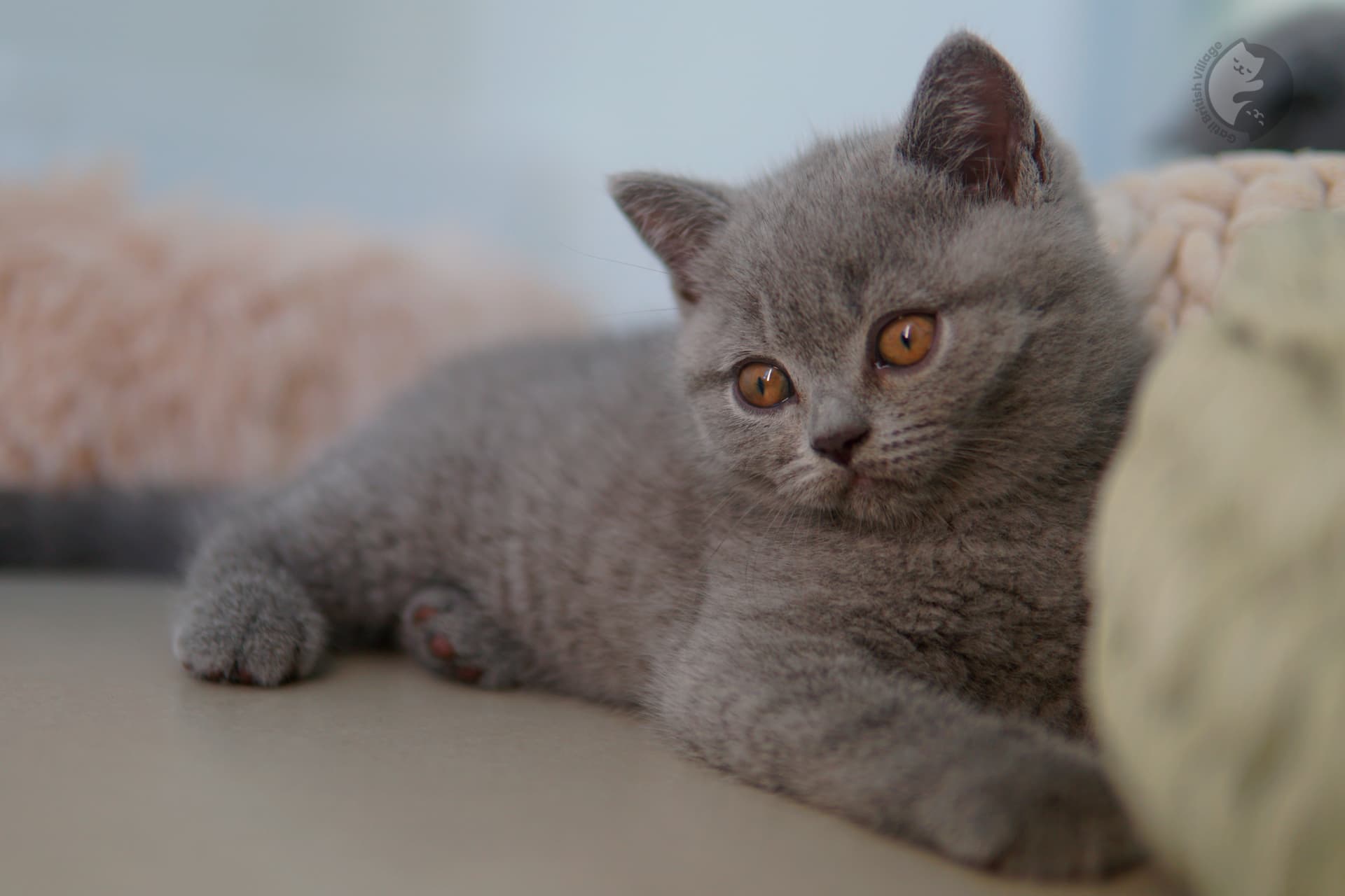 Gatito British Shorthair lila oliendo el entorno con curiosidad, bajo una suave luz natural