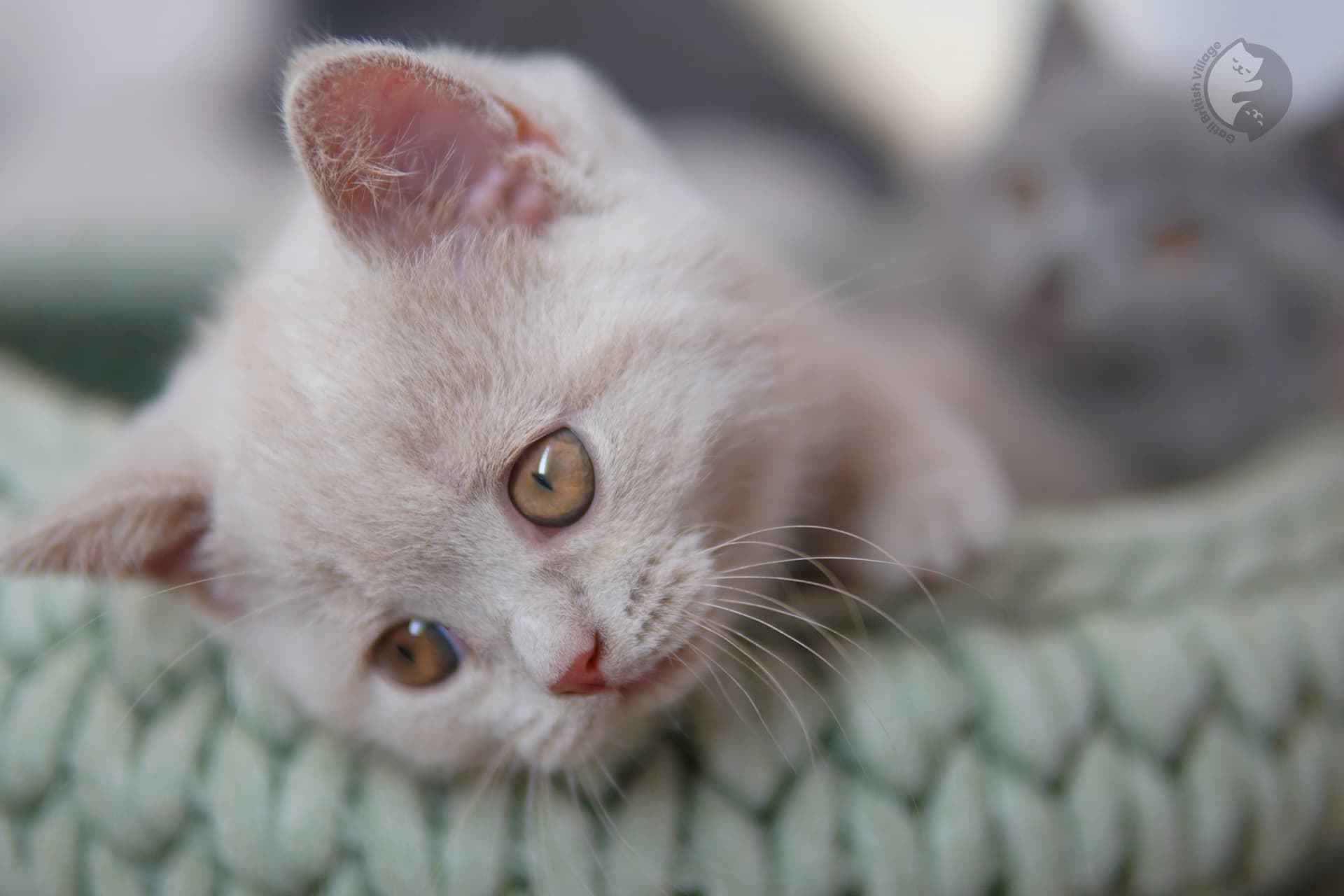 Gatito British Shorthair lila oliendo el entorno con curiosidad, en estudio con fondo neutro