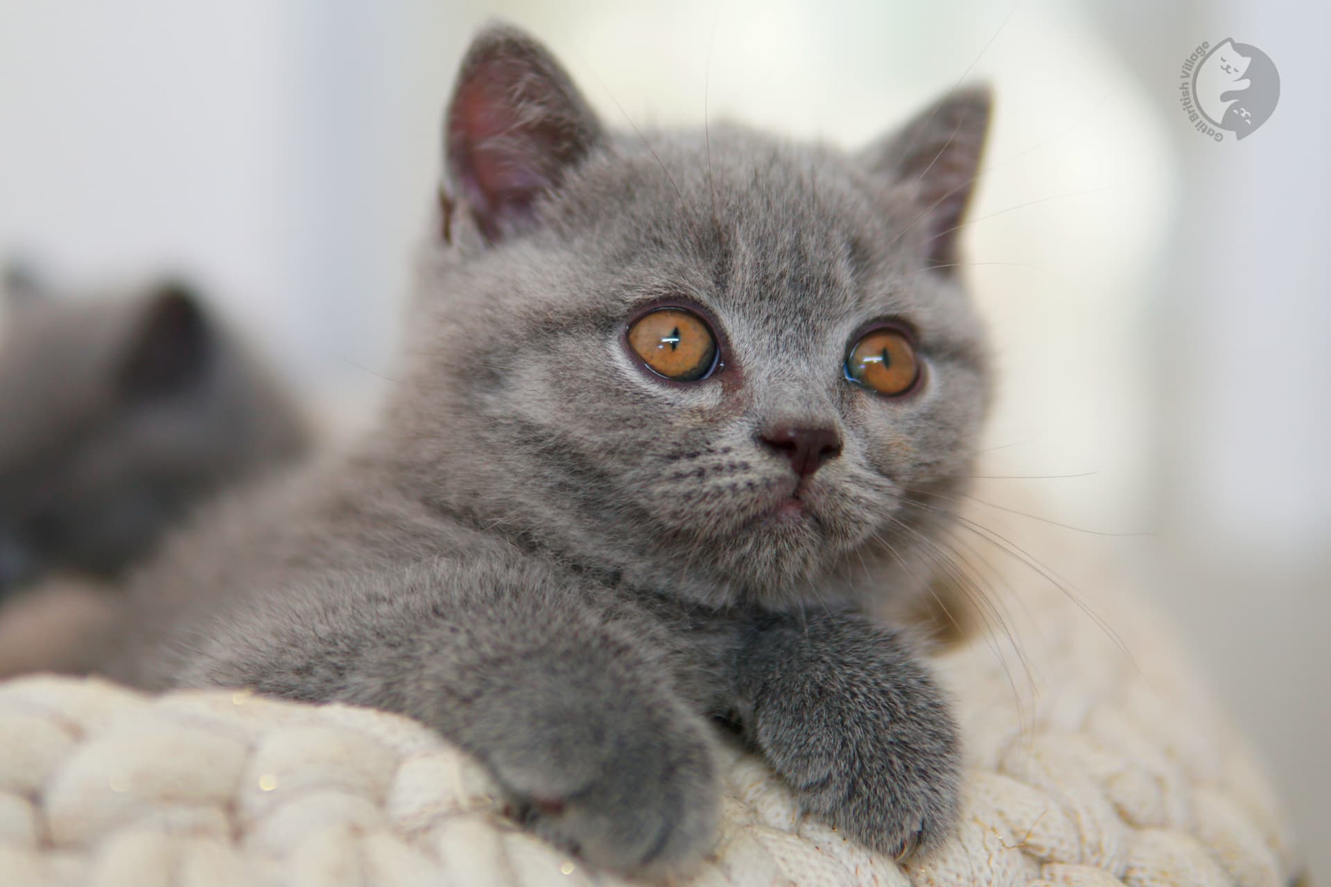 Gatito British Shorthair azul sentado sobre una manta de algodón, en posición relajada y tranquila