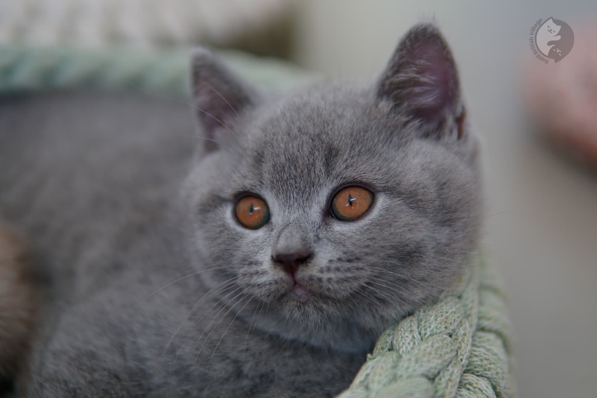 Gatito British Shorthair azul oliendo el entorno con curiosidad, con pelaje destacado sobre fondo blanco