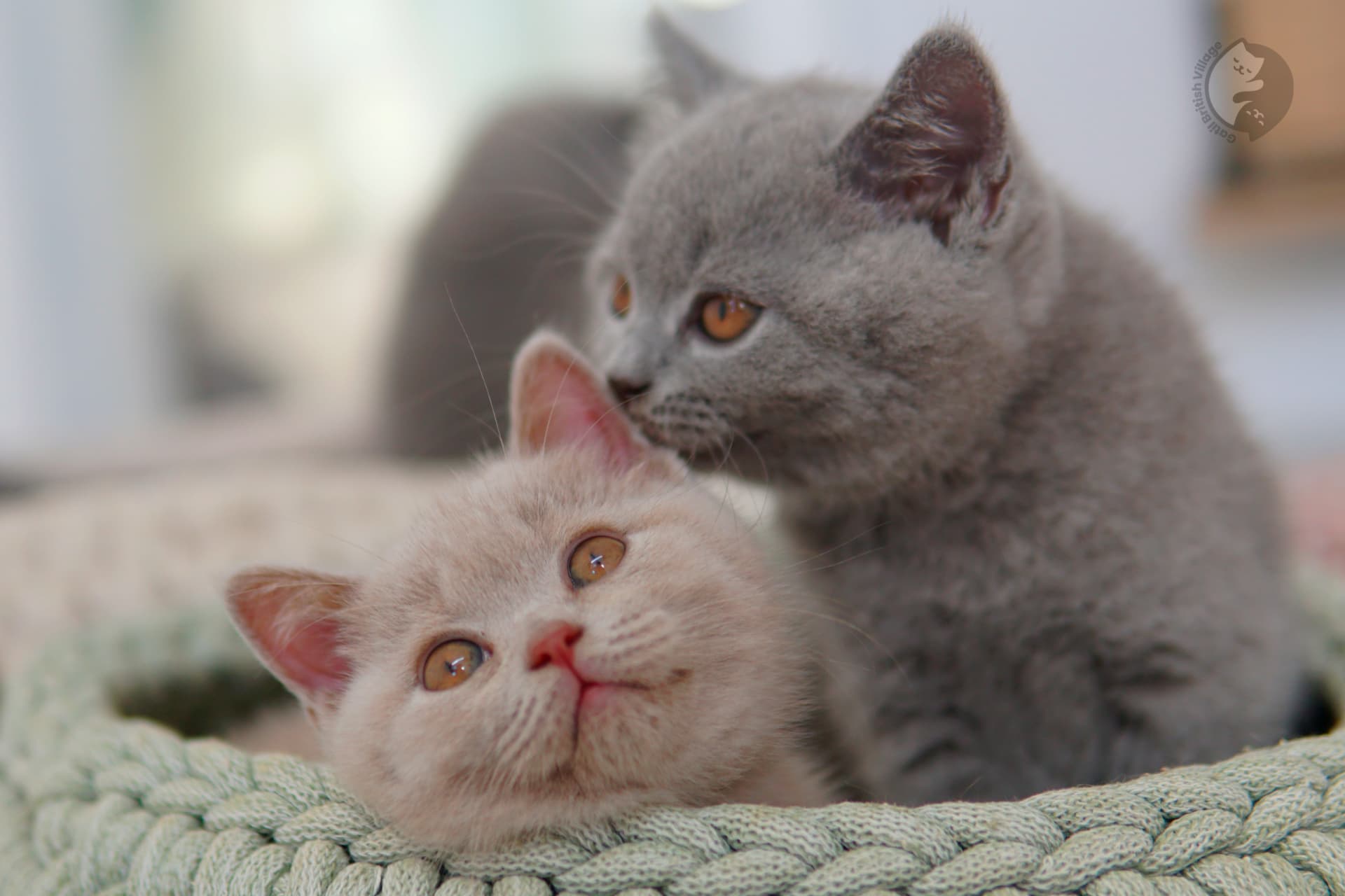 Gatito British Shorthair azul envuelto en una manta rosa claro, en un escenario invernal con tonos pastel