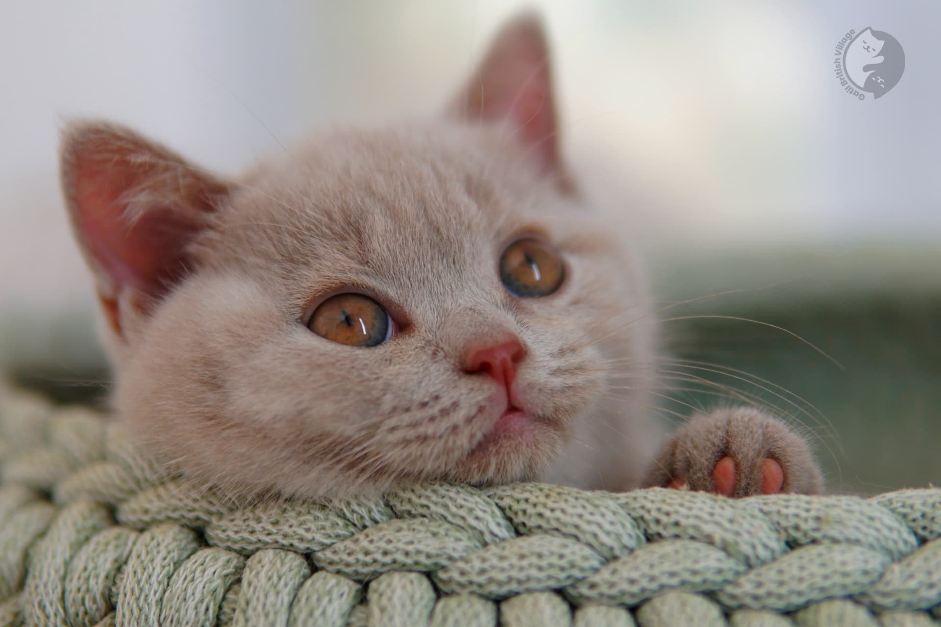 Gatito British Shorthair azul mirando directamente a la cámara, con bigotes bien visibles