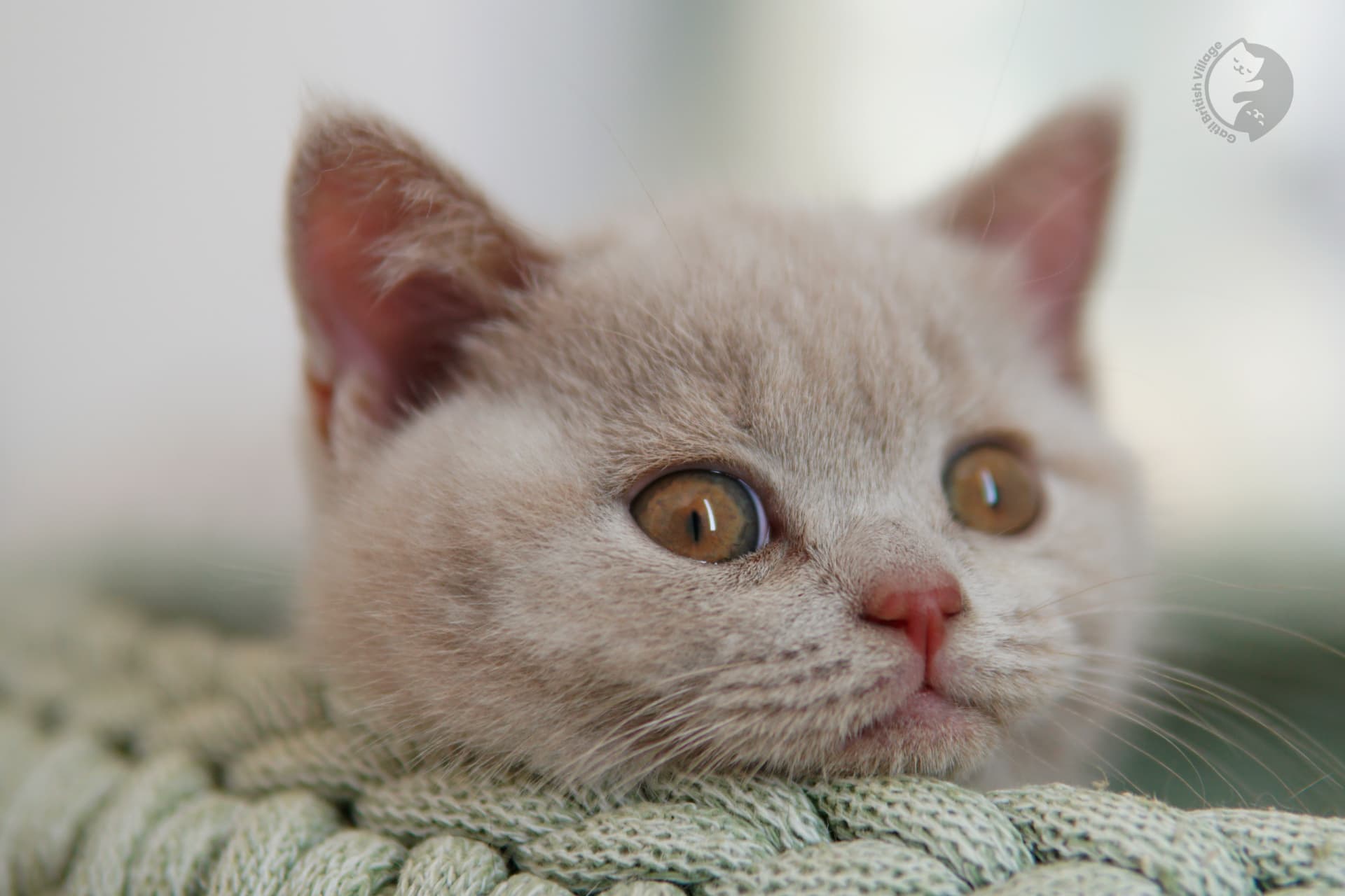 Gatito British Shorthair azul acostado entre cojines esponjosos, bajo una suave luz natural