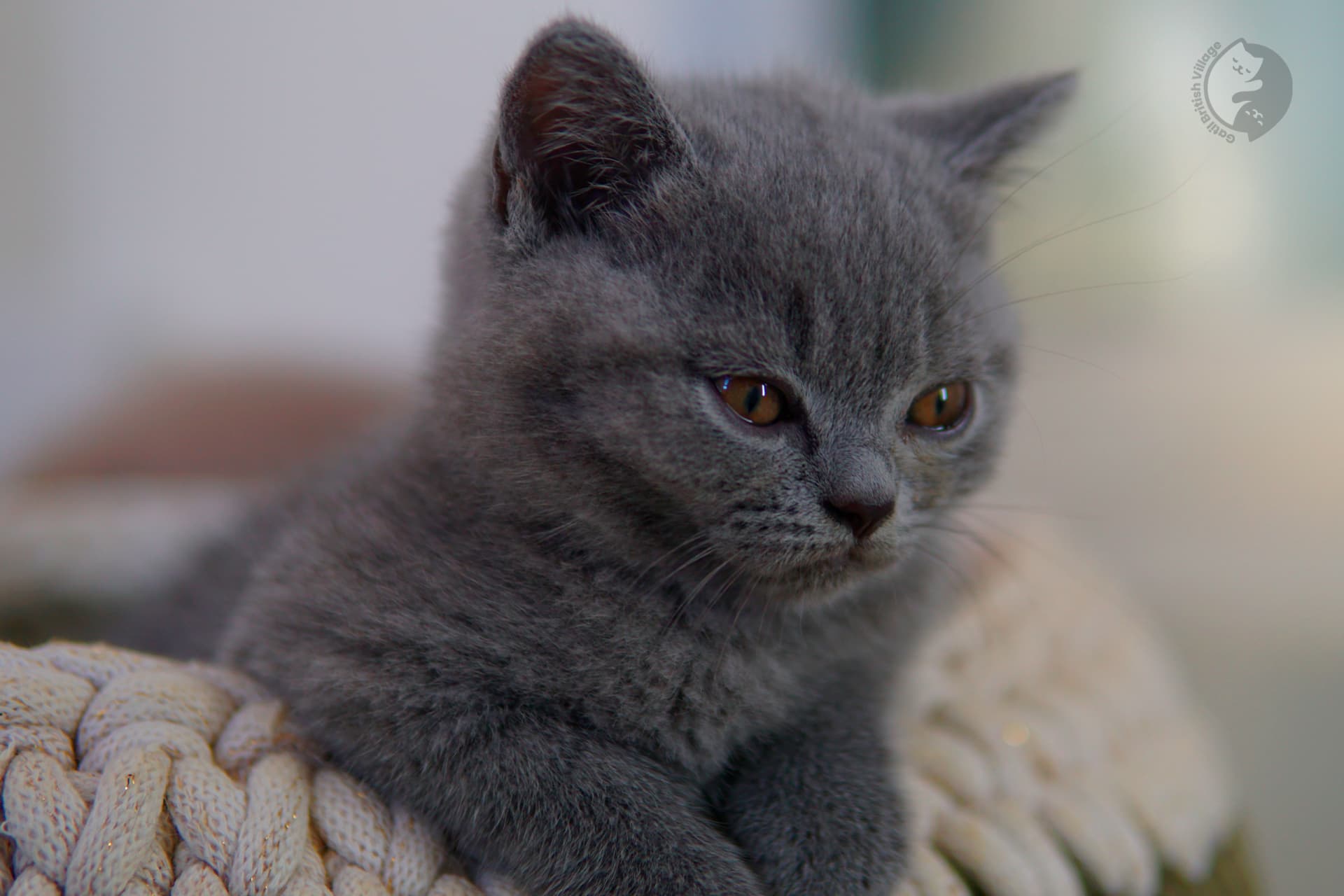 Gatito British Shorthair lila durmiendo profundamente, junto a otro gatito