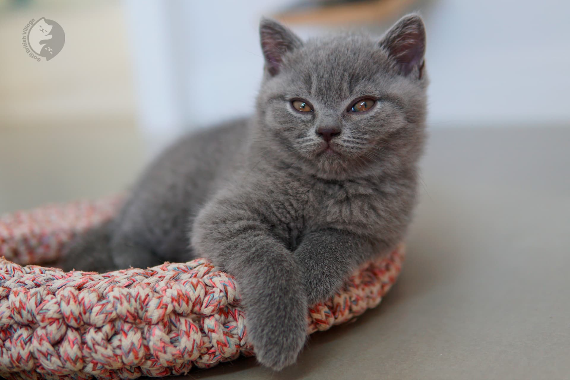 Gatito British Shorthair lila durmiendo profundamente, en un escenario invernal con tonos pastel