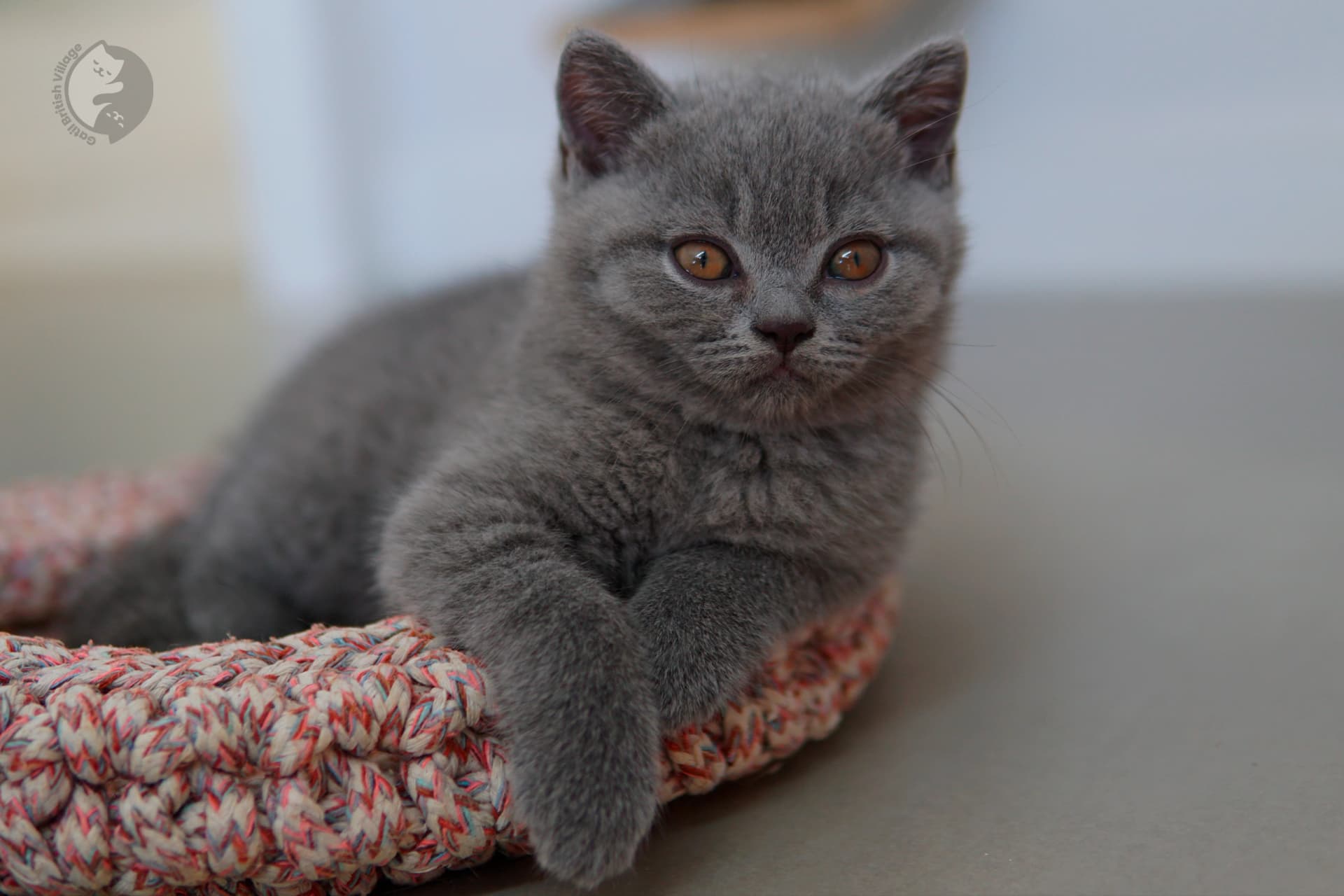Gatito British Shorthair lila con orejas alertas, con pelaje destacado sobre fondo blanco