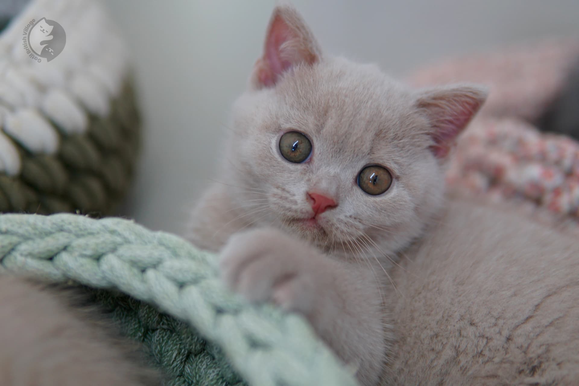 Gatito British Shorthair lila envuelto en manta tejida, en un ambiente tranquilo y silencioso