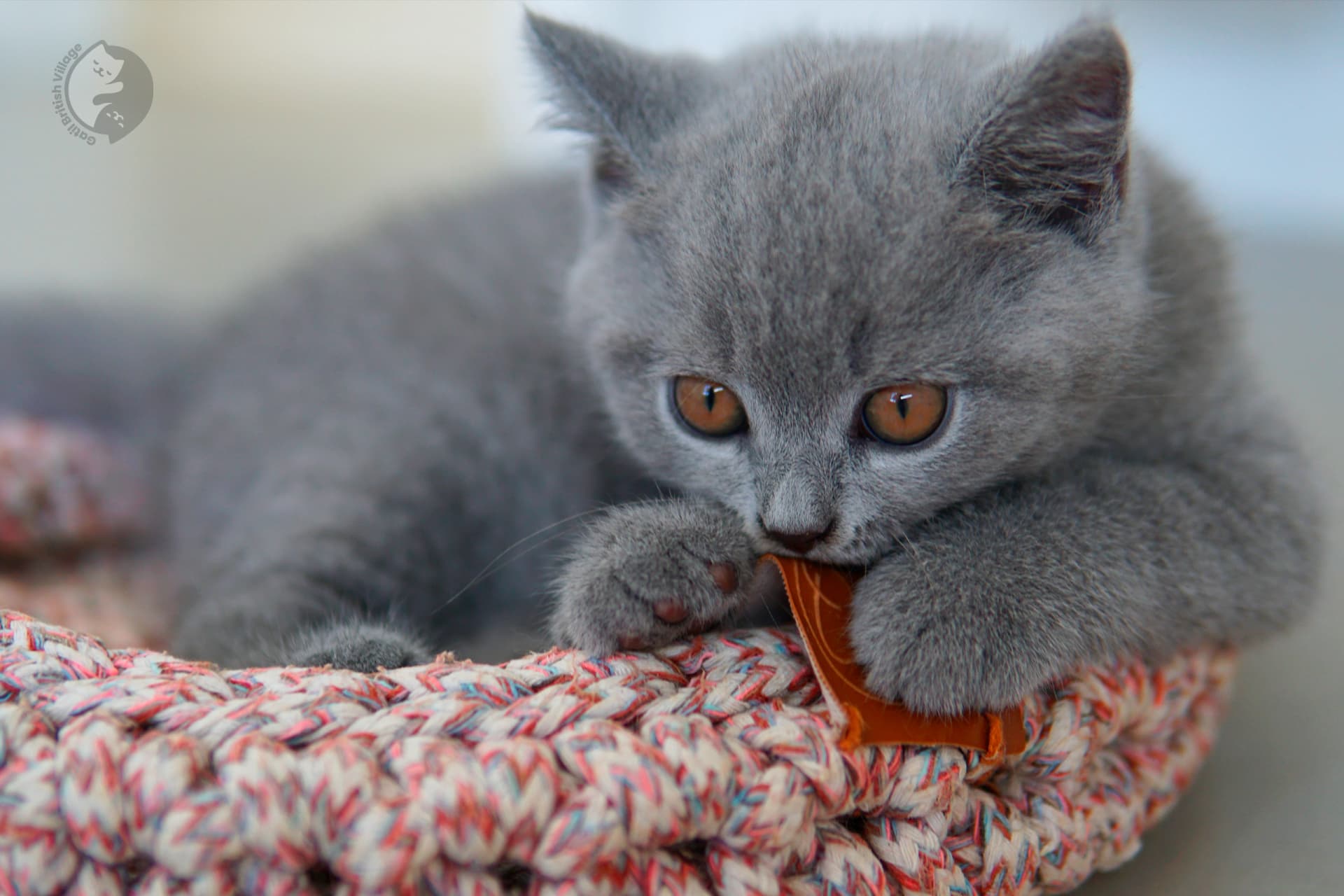 Gatito British Shorthair azul mirando directamente a la cámara, junto a otro gatito
