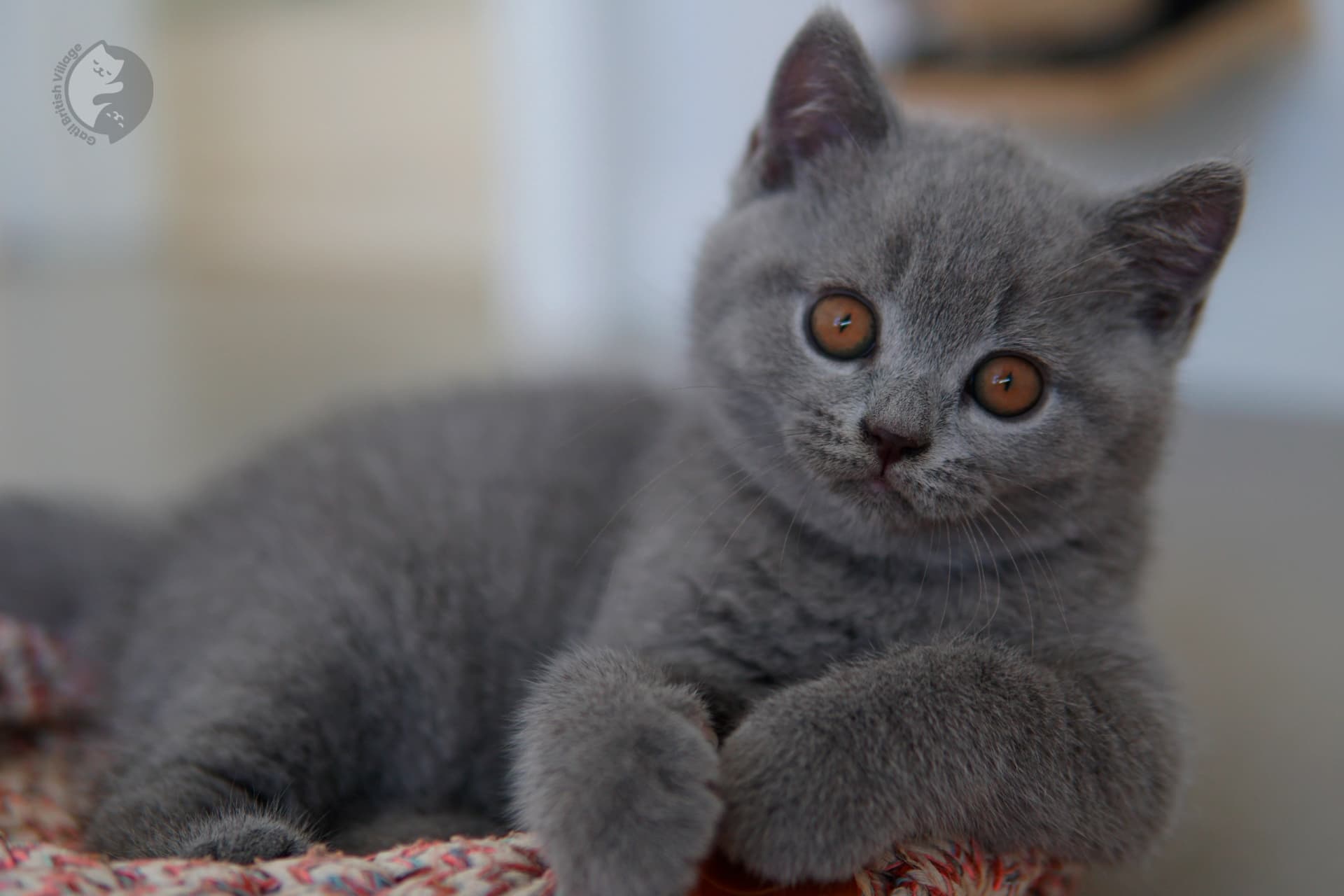 Gatito British Shorthair lila durmiendo profundamente, en posición relajada y tranquila