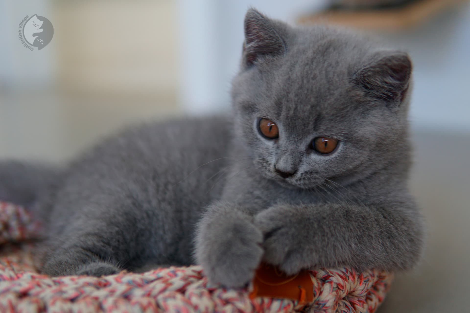 Gatito British Shorthair lila envuelto en manta tejida, con los ojos entreabiertos